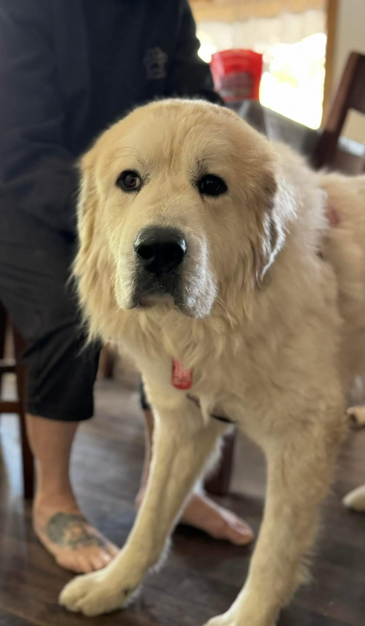 Enlarge Rush, a Adoptable Great Pyrenees in Neshkoro, WI image 1/5