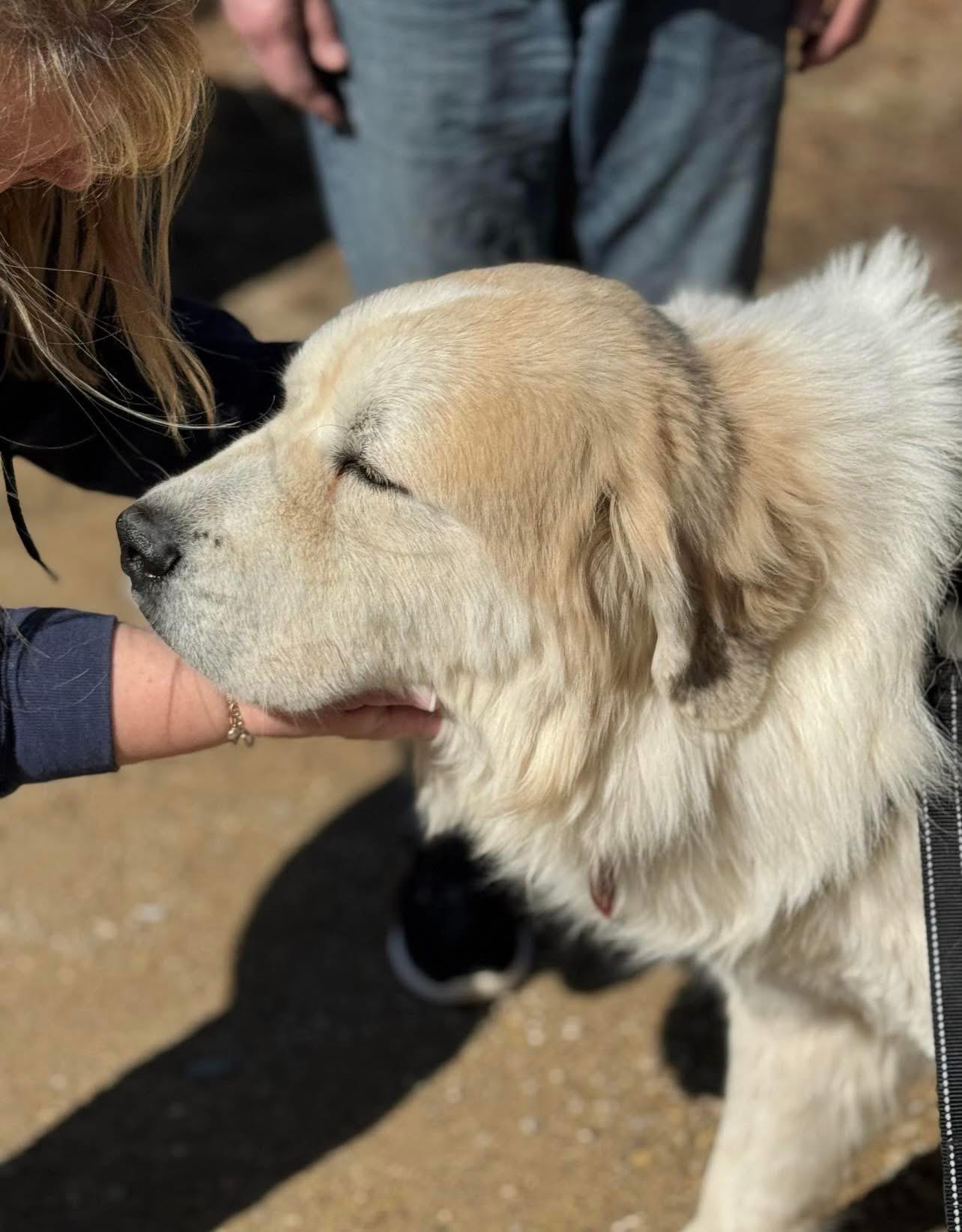 Enlarge Rush, a Adoptable Great Pyrenees in Neshkoro, WI image 2/5