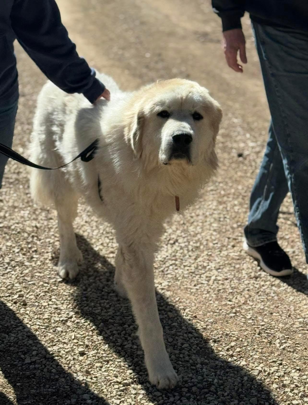 Enlarge Rush, a Adoptable Great Pyrenees in Neshkoro, WI image 3/5