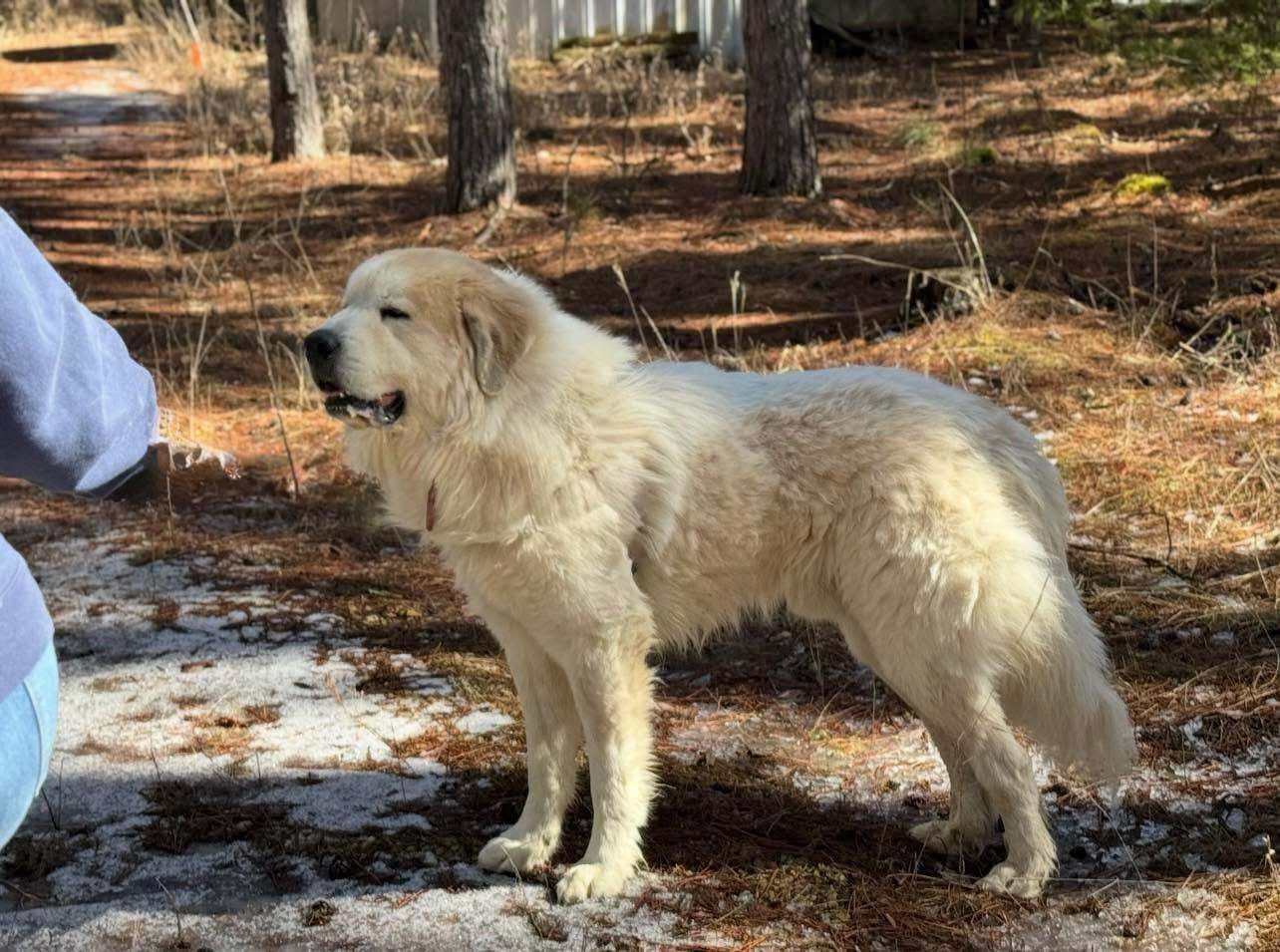 Enlarge Rush, a Adoptable Great Pyrenees in Neshkoro, WI image 4/5