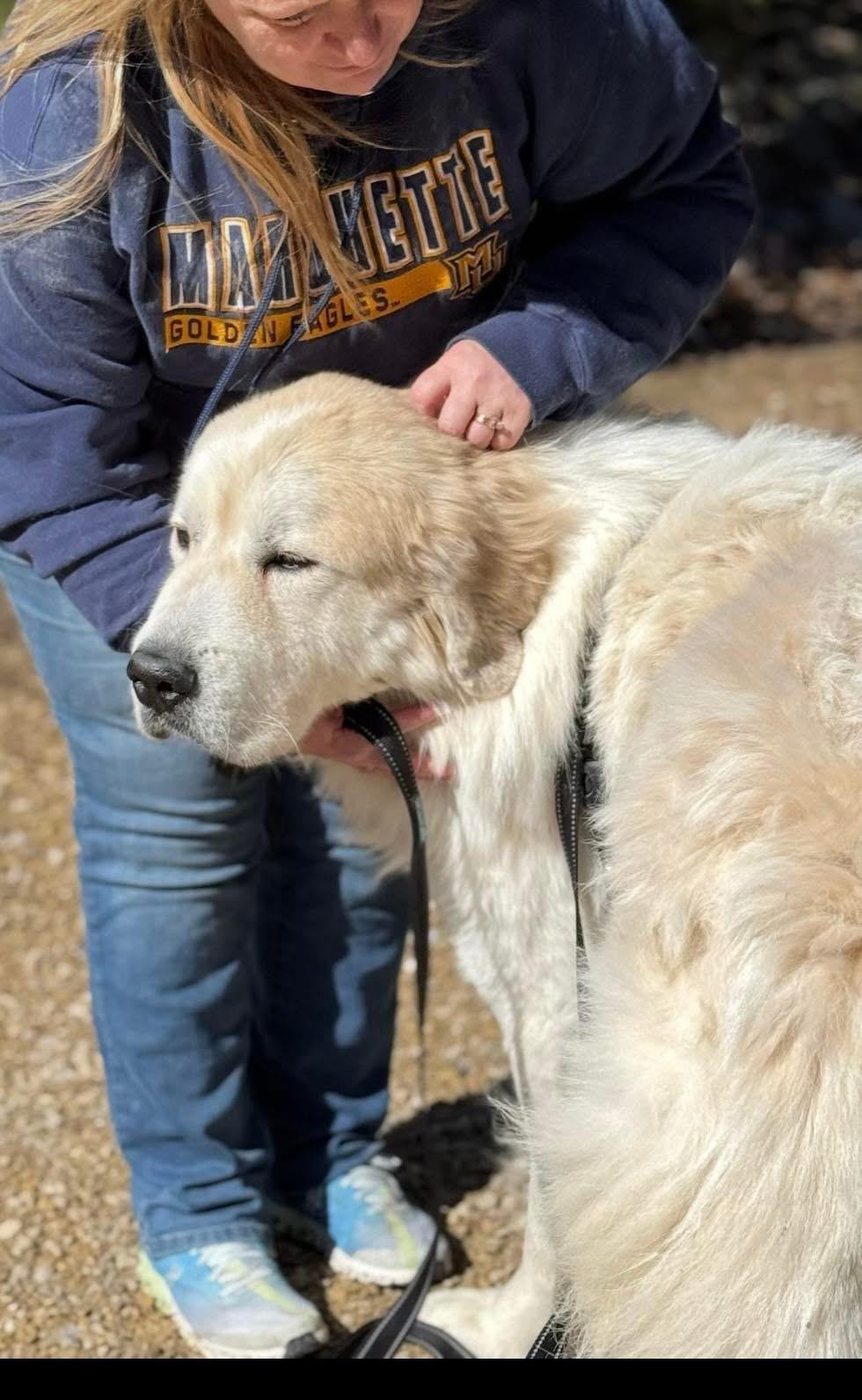 Enlarge Rush, a Adoptable Great Pyrenees in Neshkoro, WI image 5/5