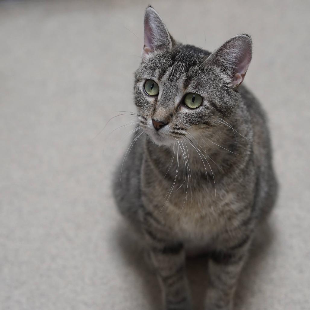 Emmy, Adoptable, Young Female Domestic Short Hair.
