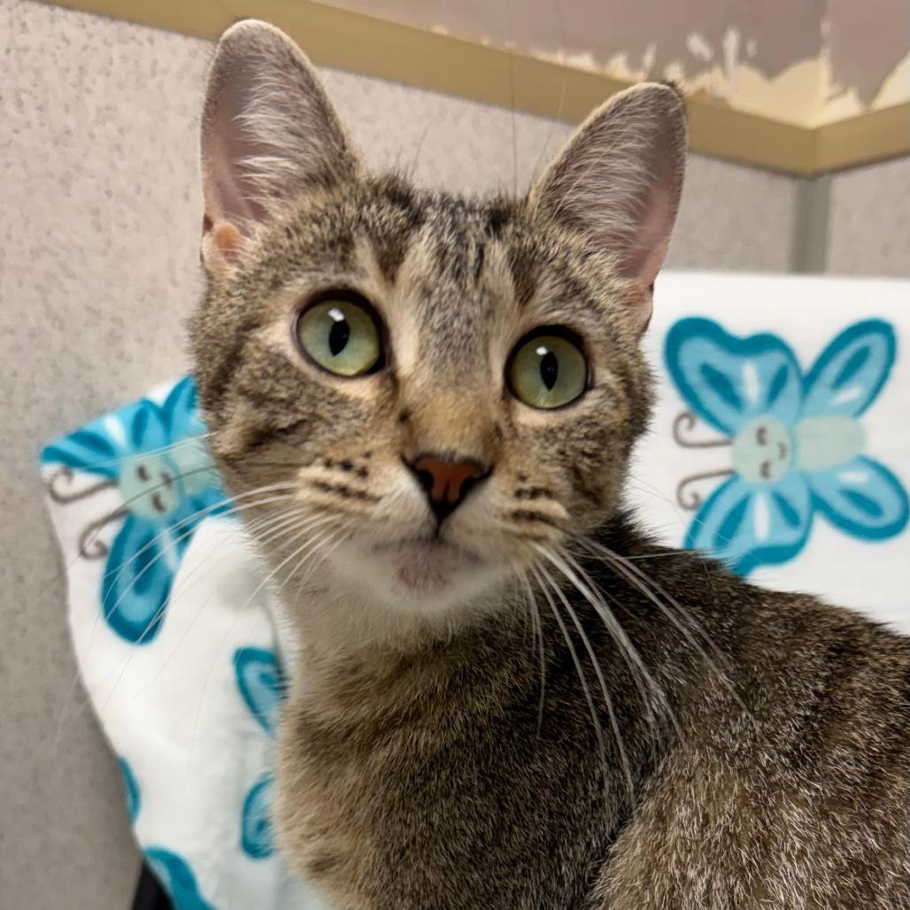 Enlarge Emmy, a Adoptable Domestic Short Hair in Naperville, IL image 2/6