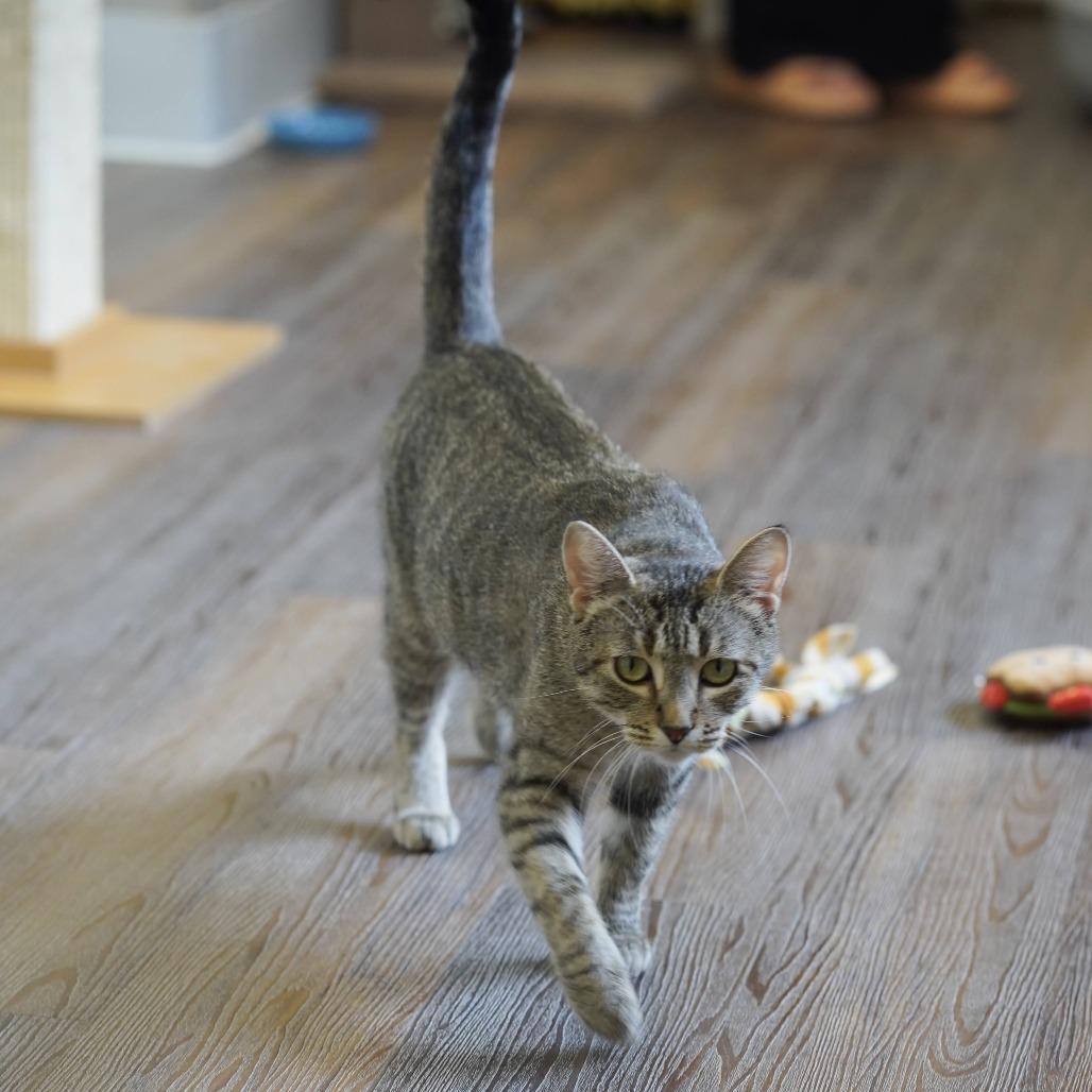 Enlarge Emmy, a Adoptable Domestic Short Hair in Naperville, IL image 3/6