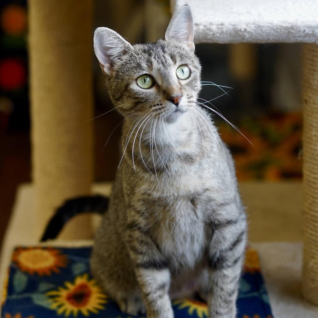 Enlarge Emmy, a Adoptable Domestic Short Hair in Naperville, IL image 4/6
