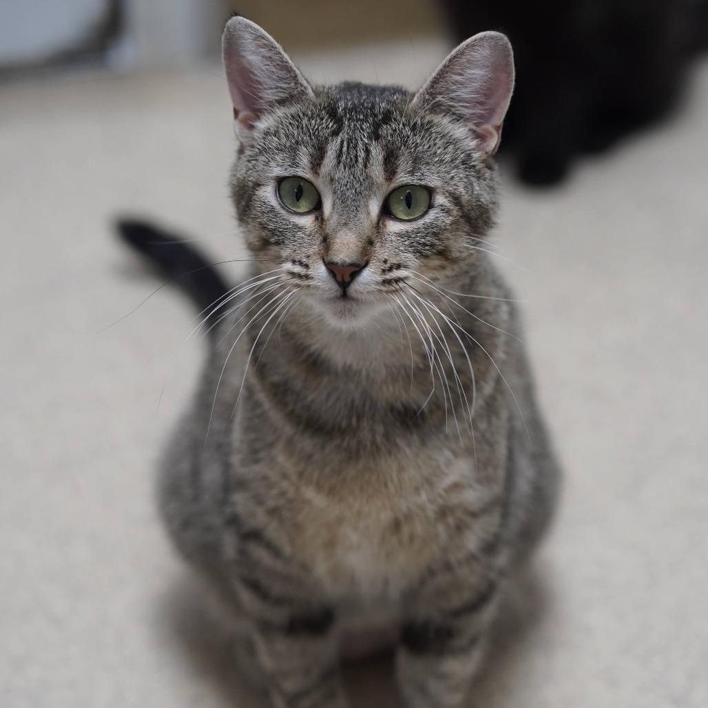 Enlarge Emmy, a Adoptable Domestic Short Hair in Naperville, IL image 5/6