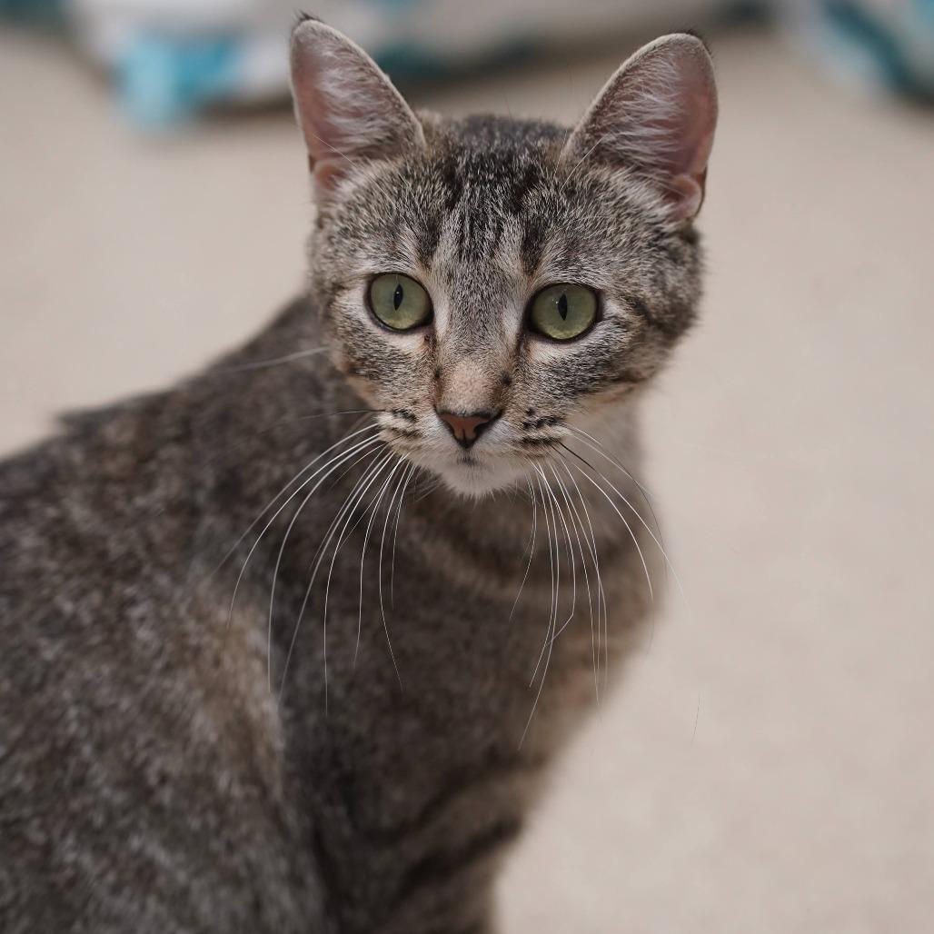 Enlarge Emmy, a Adoptable Domestic Short Hair in Naperville, IL image 6/6