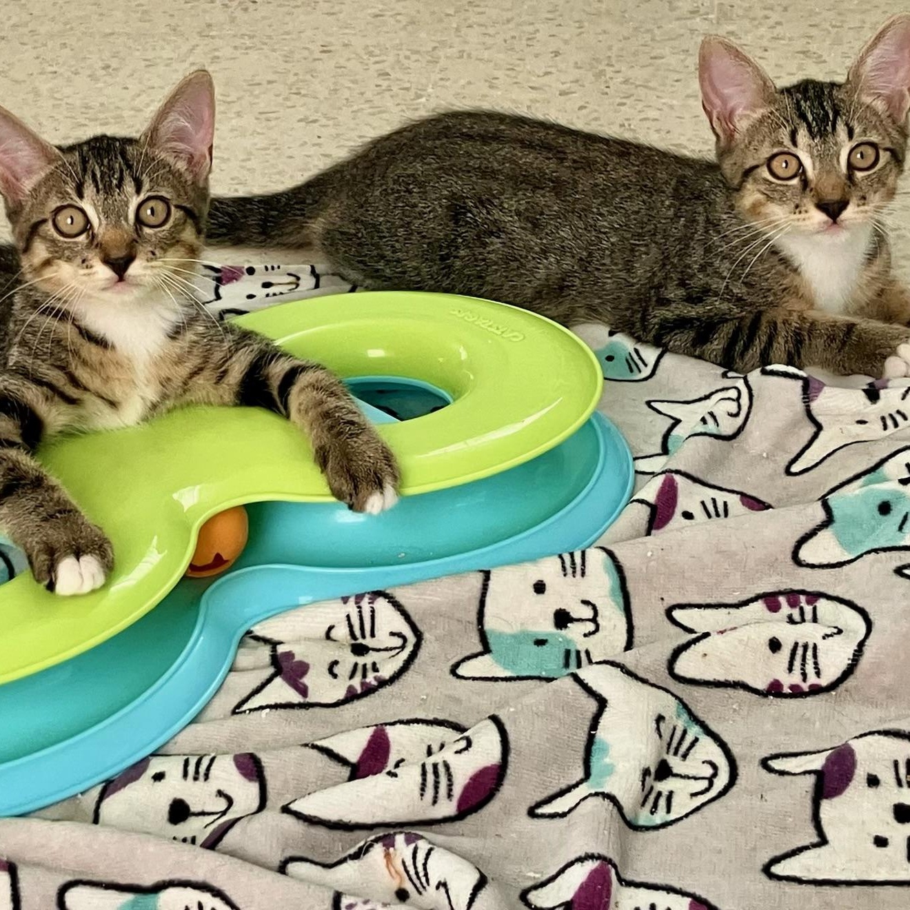 Enlarge Techno & Geisha BONDED, a Adoptable Domestic Short Hair in New Haven, CT image 2/2