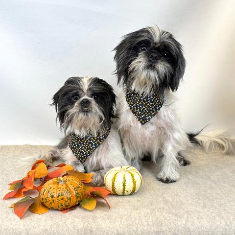Milo, Adoptable, Adult Male Shih Tzu.