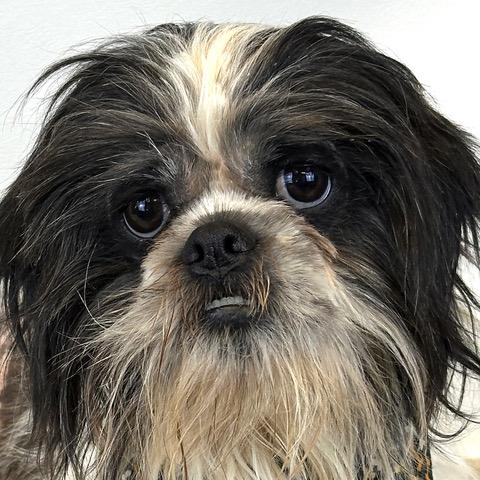 Milo, a Adoptable mixed breed in Kerrville, TX image 2/3