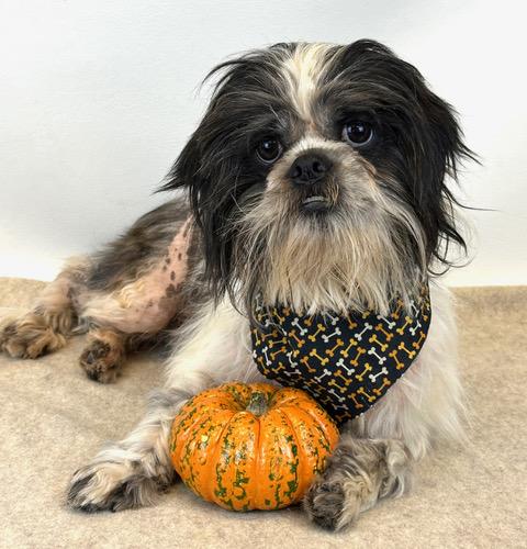 Milo, a Adoptable mixed breed in Kerrville, TX image 3/3