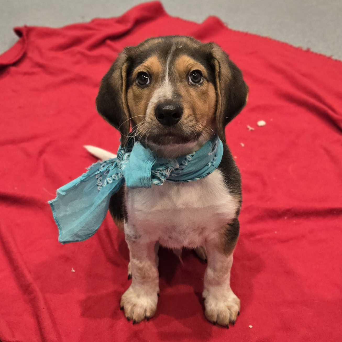 Enlarge Santa, a ADOPTABLE mixed breed in Canal Winchester, OH image 1/5