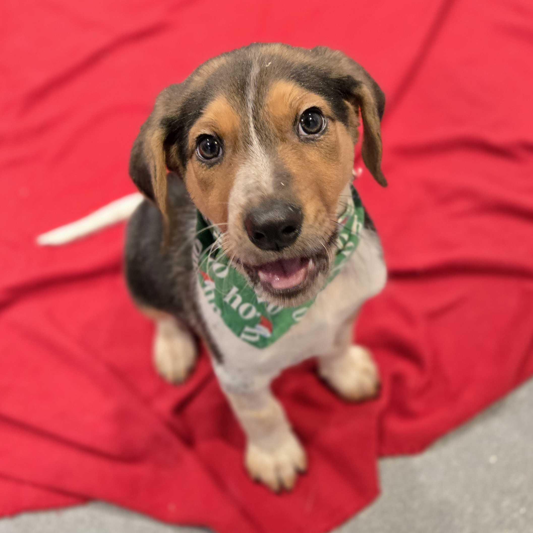 Enlarge Santa, a ADOPTABLE mixed breed in Canal Winchester, OH image 4/5