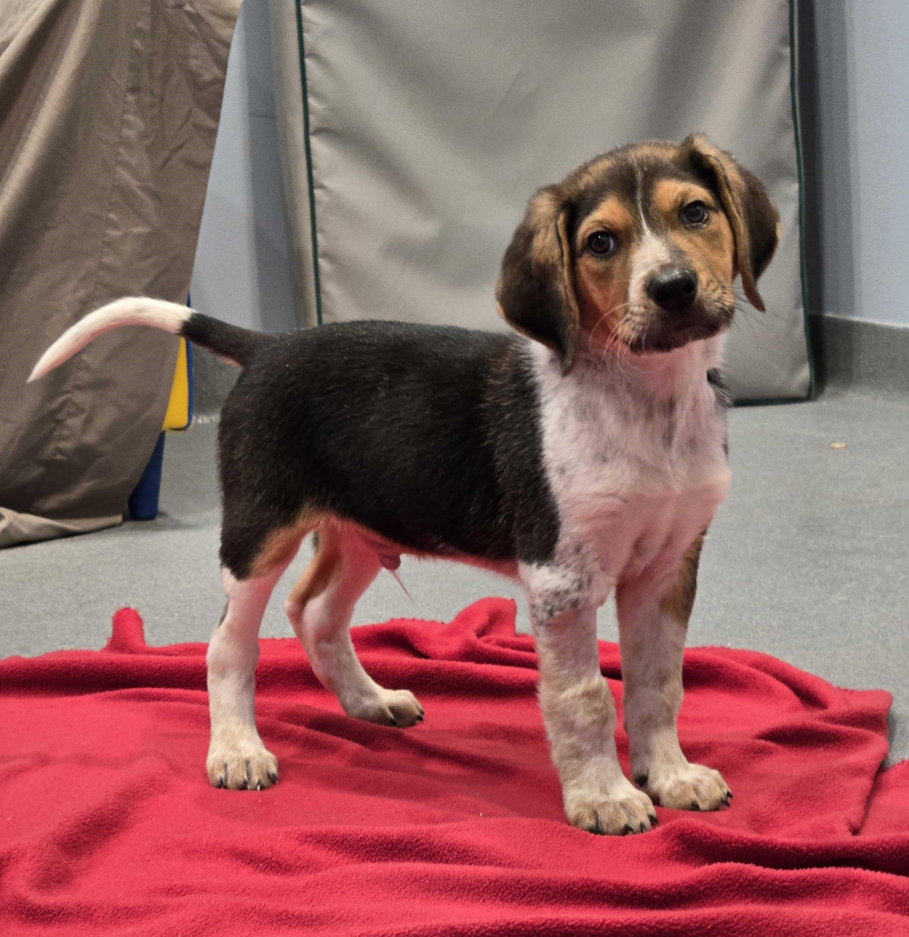 Enlarge Santa, a ADOPTABLE mixed breed in Canal Winchester, OH image 5/5