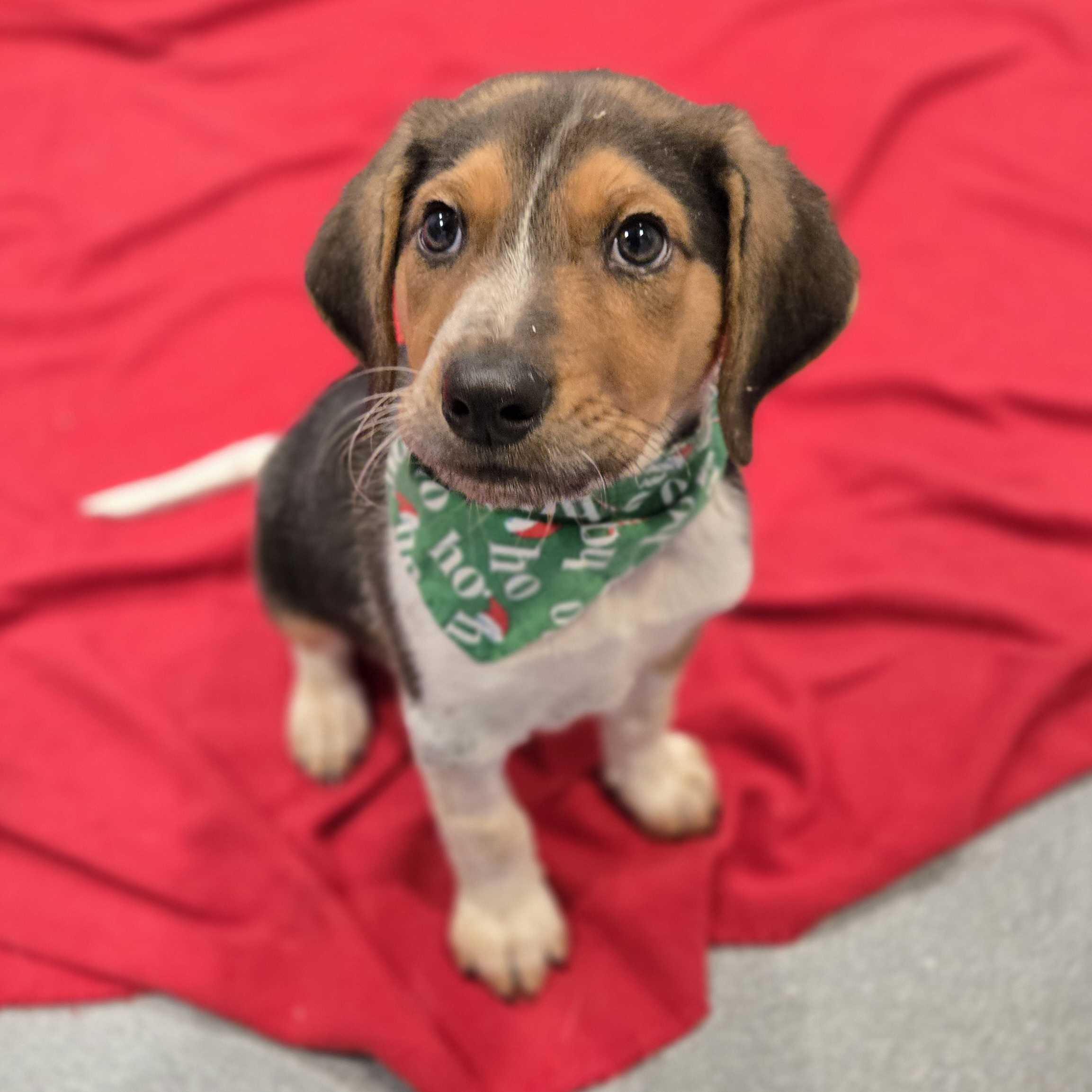 Enlarge Santa, a ADOPTABLE mixed breed in Canal Winchester, OH image 2/5