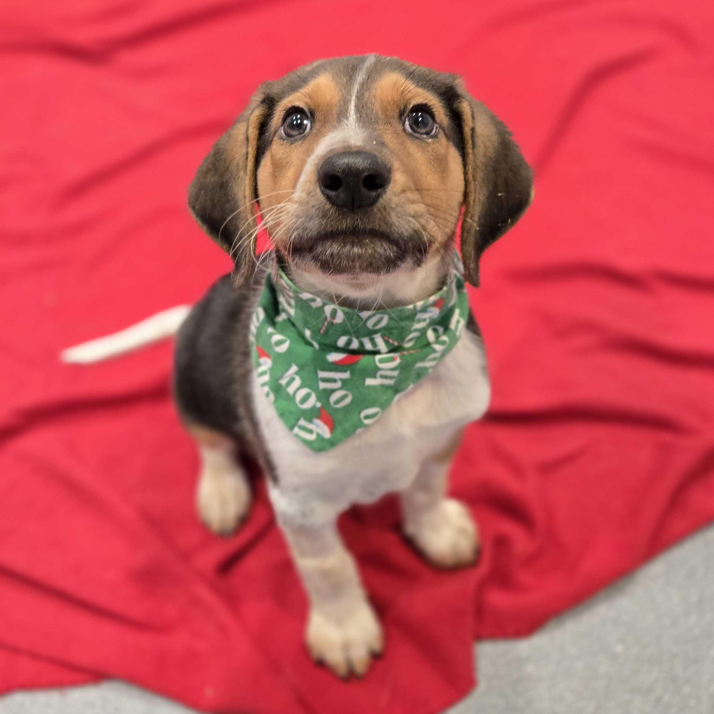 Enlarge Santa, a ADOPTABLE mixed breed in Canal Winchester, OH image 3/5