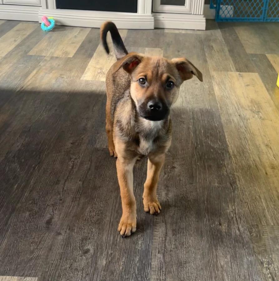 Millie, Adoptable, Puppy Female Mixed Breed.