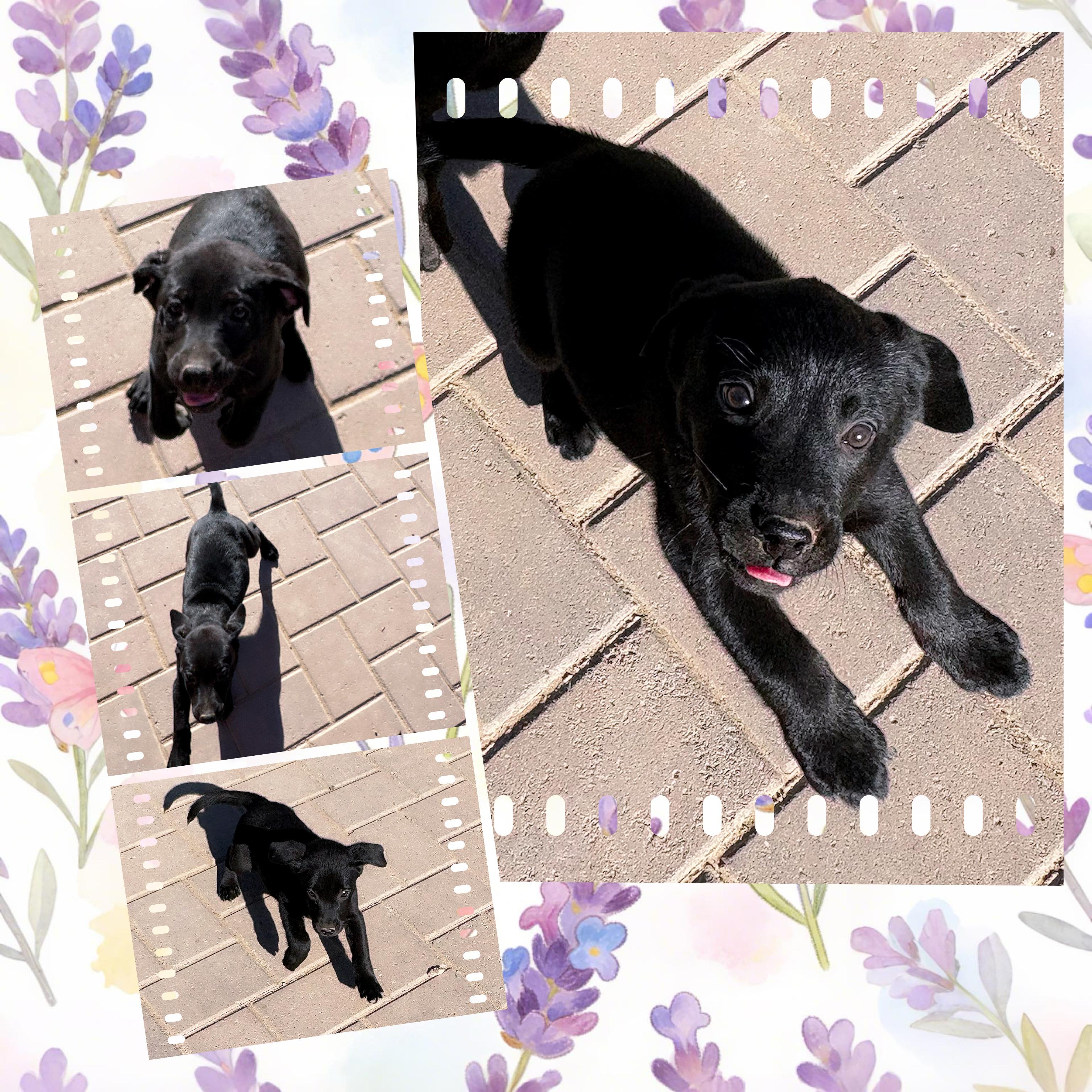 Enlarge PIXIE DUST, an adopted mixed breed in Queen Creek, AZ image 2/4