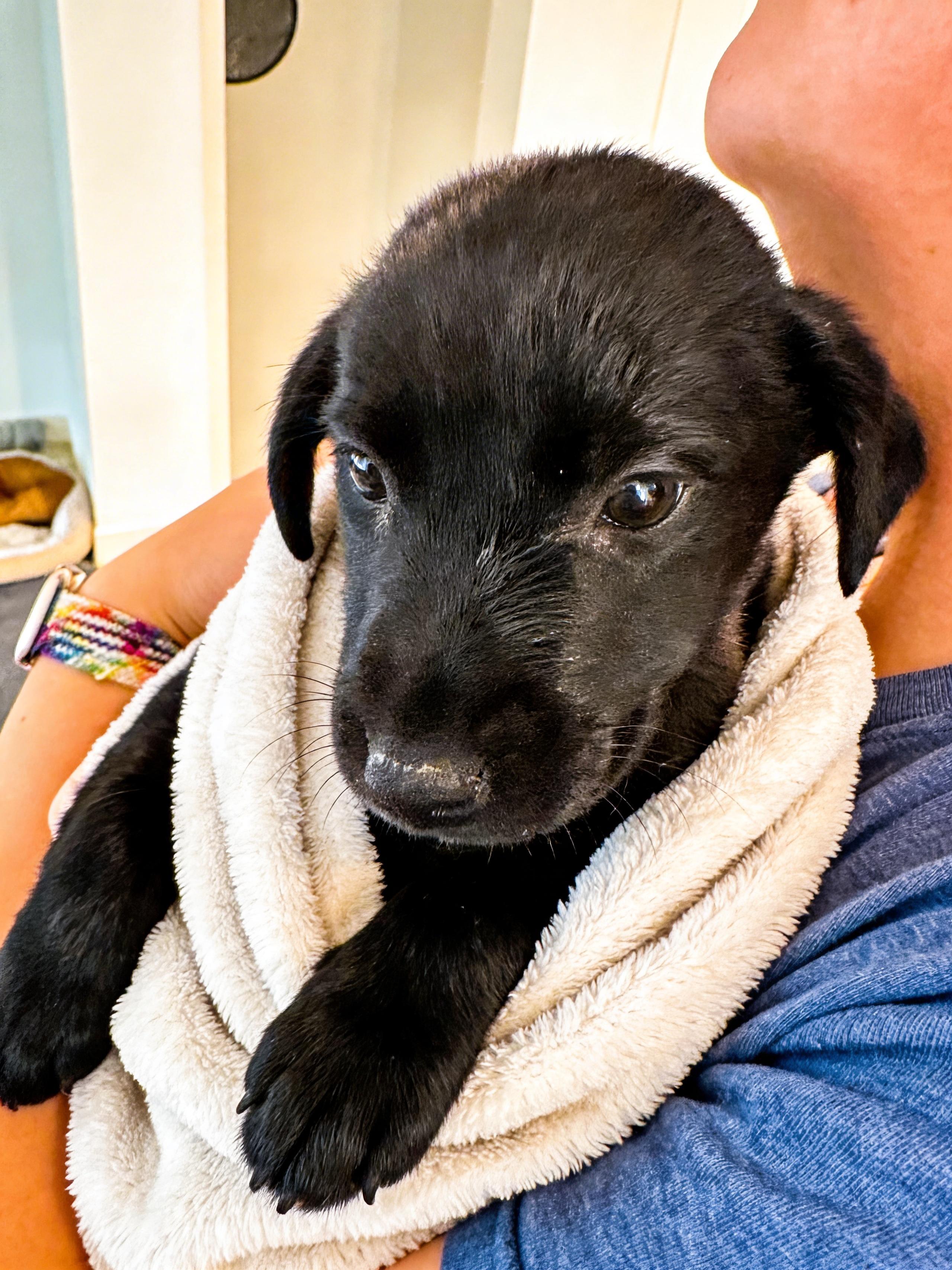 Enlarge PIXIE DUST, an adopted mixed breed in Queen Creek, AZ image 3/4