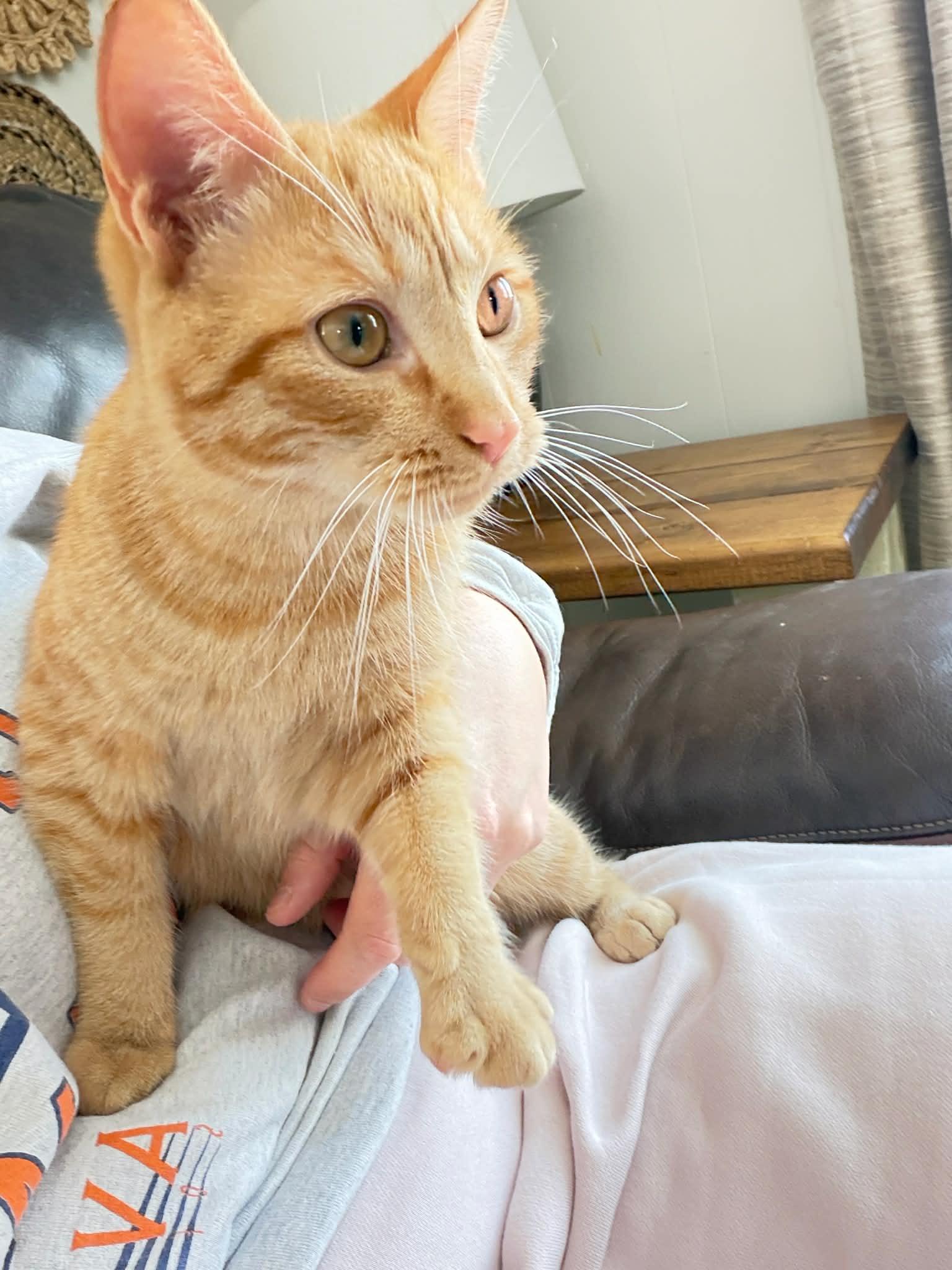 Catrat — thumbnail 3