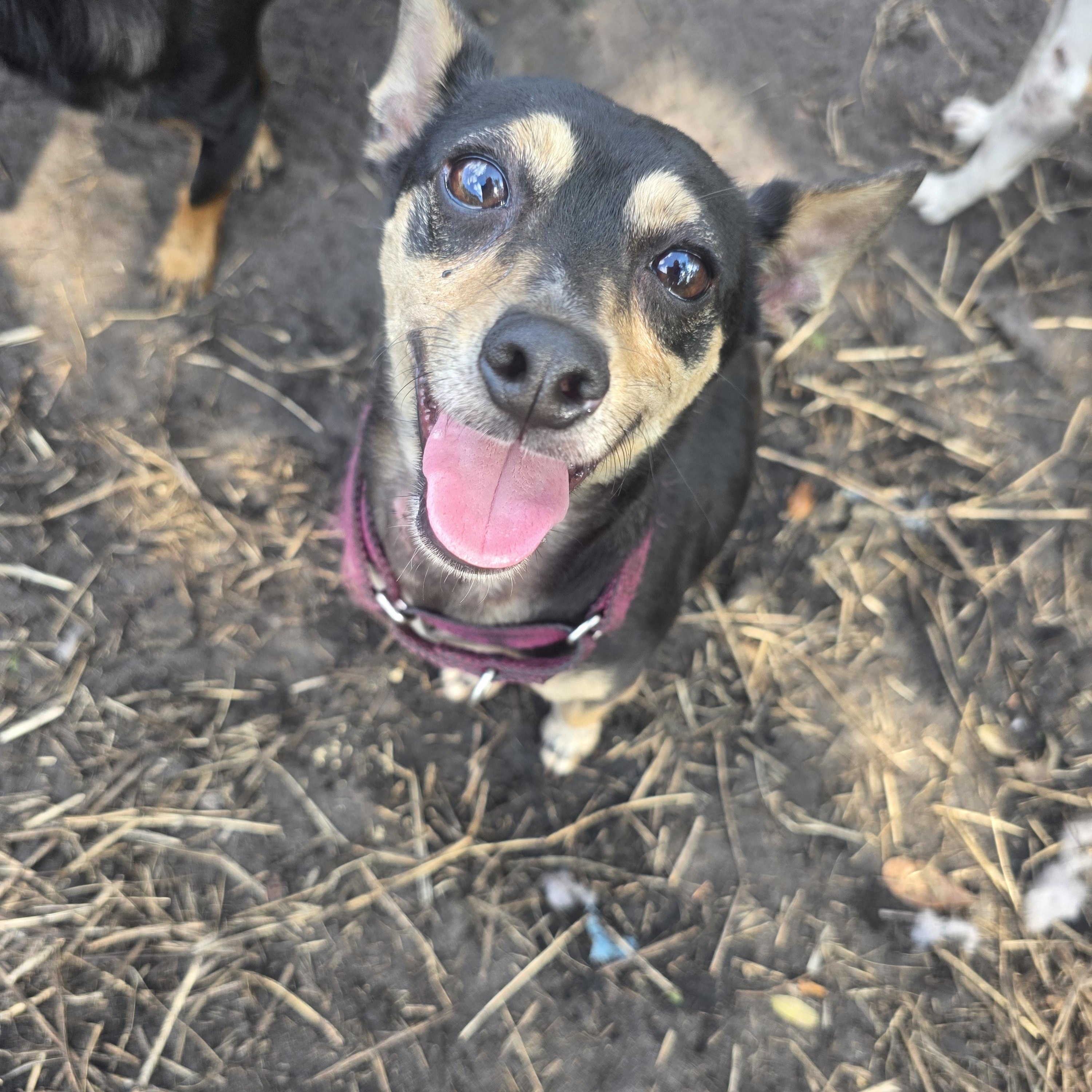 Nugget, an adopted mixed breed in Boca Raton, FL image 4/4