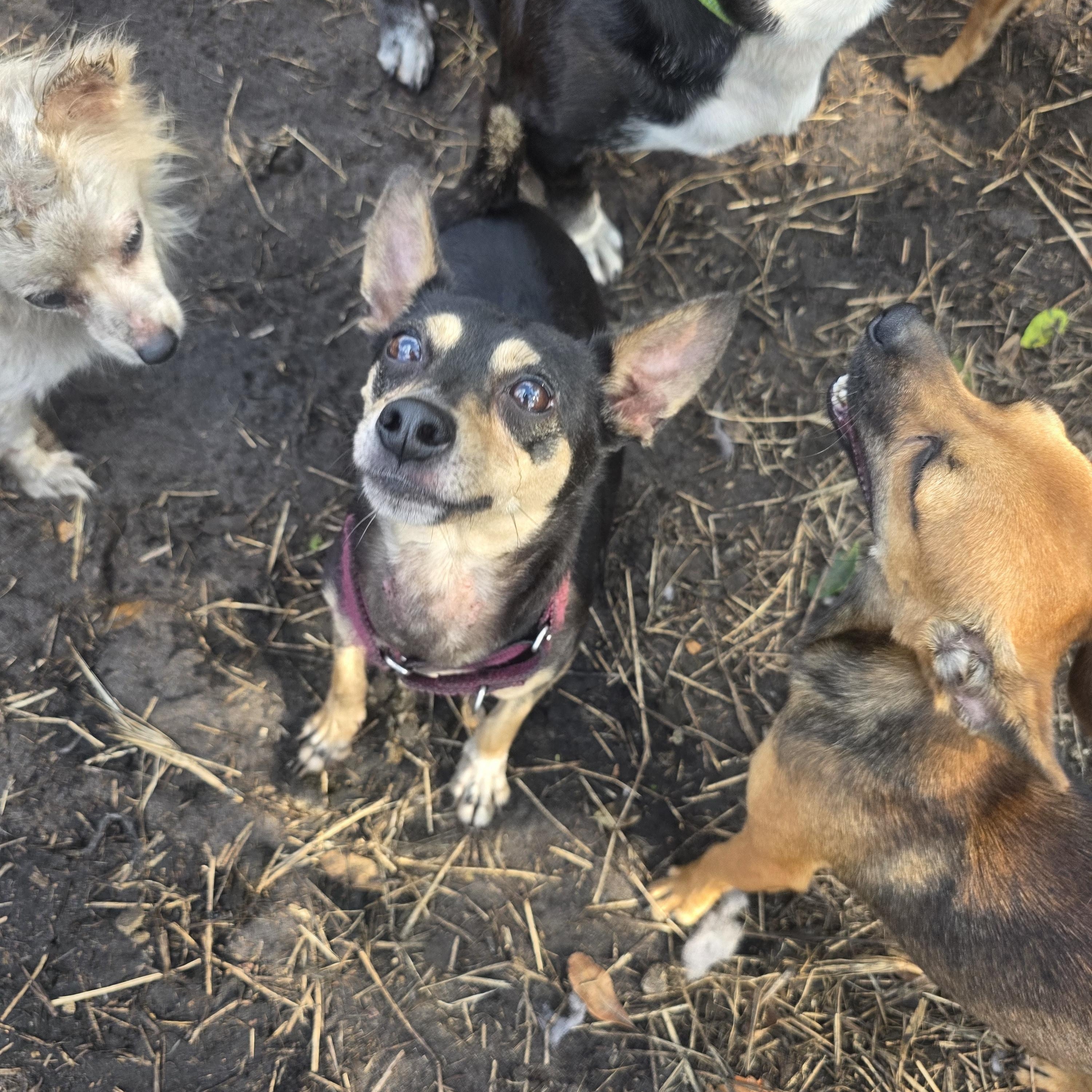 Nugget, an adopted mixed breed in Boca Raton, FL image 3/4