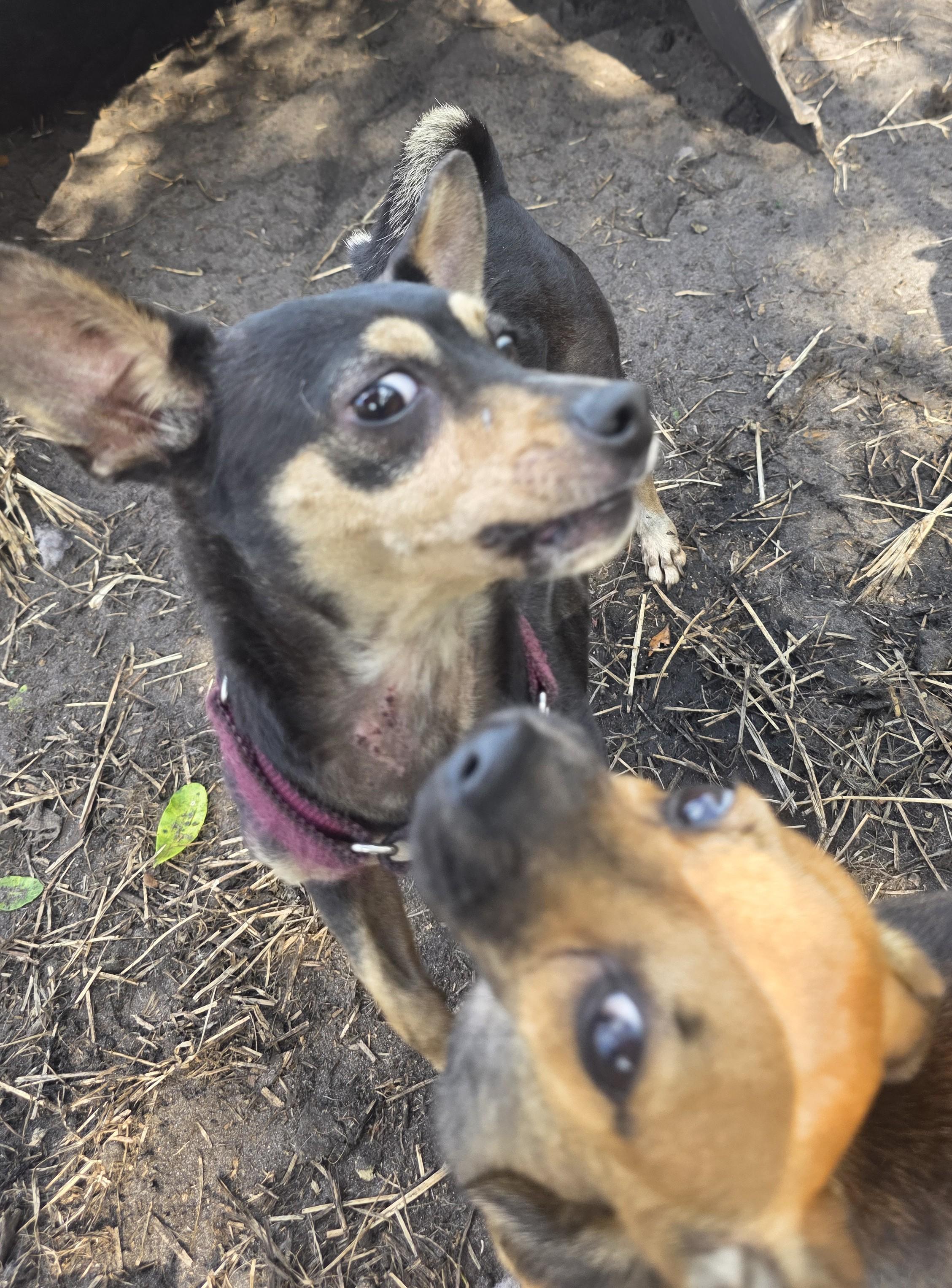 Nugget, an adopted mixed breed in Boca Raton, FL image 2/4