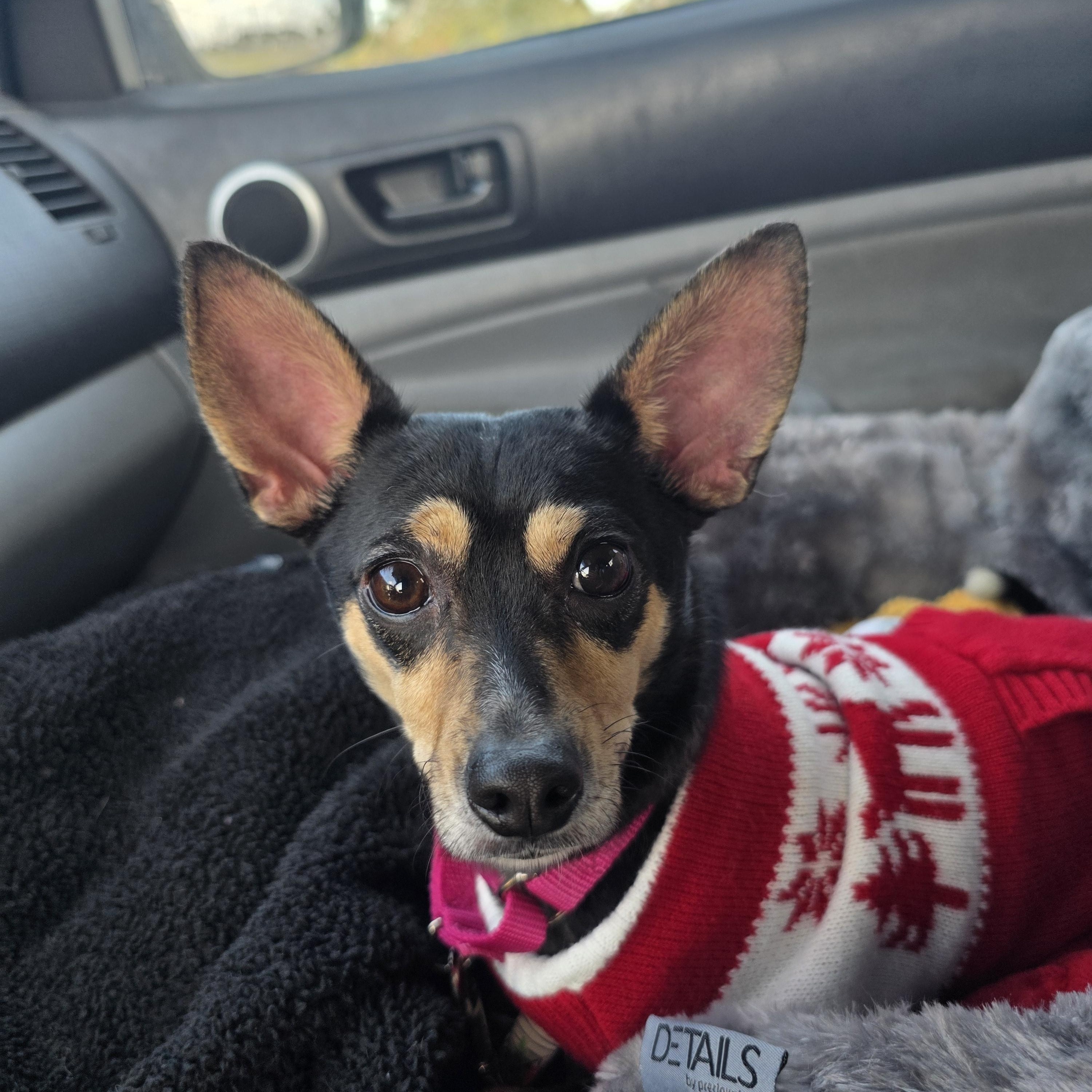 Nugget, adopted, Adult Male Chihuahua.