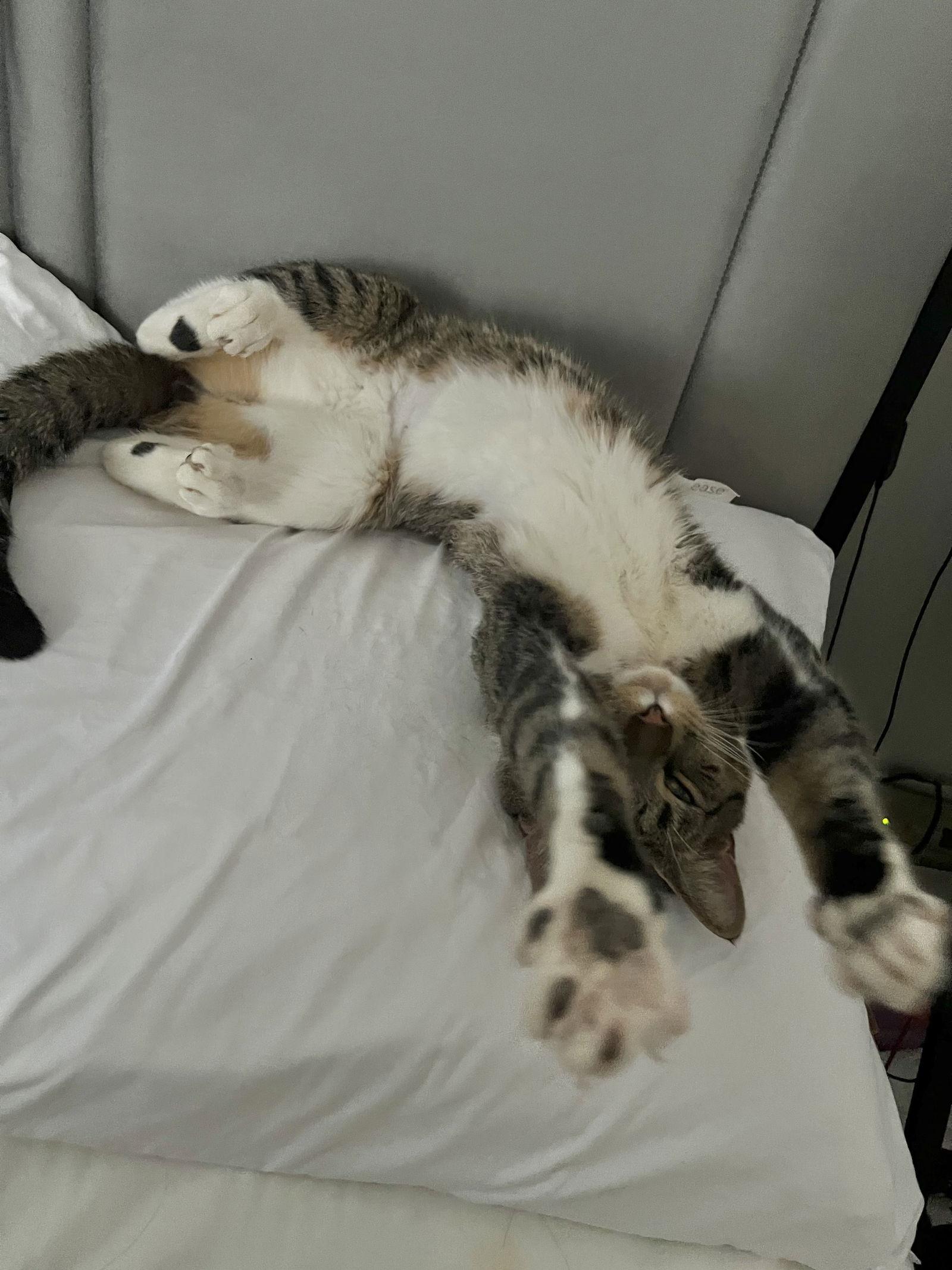 Tab, Adoptable, Adult Male Domestic Short Hair.