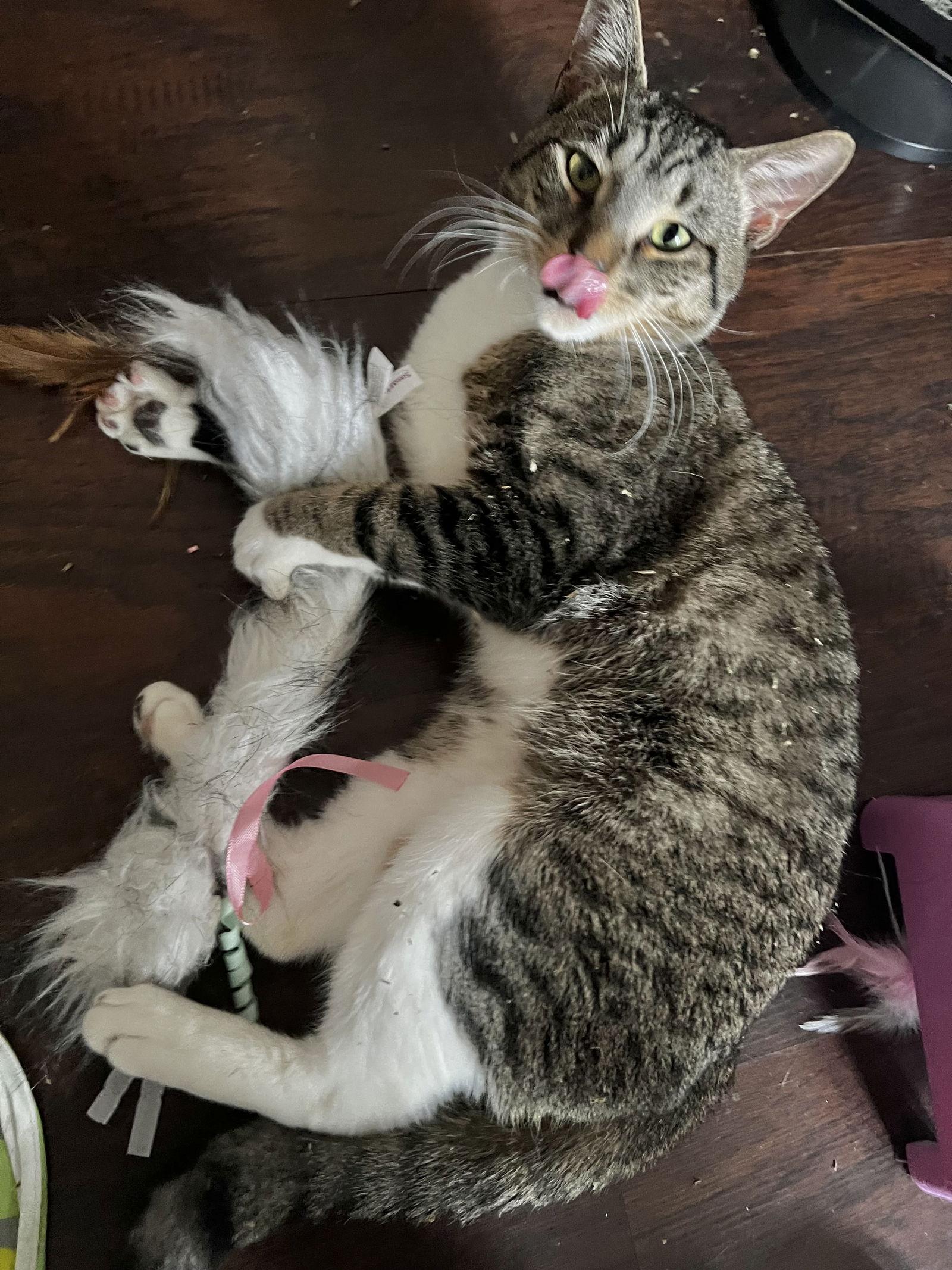 Enlarge Tab, a Adoptable Domestic Short Hair in Brooklyn, NY image 2/3