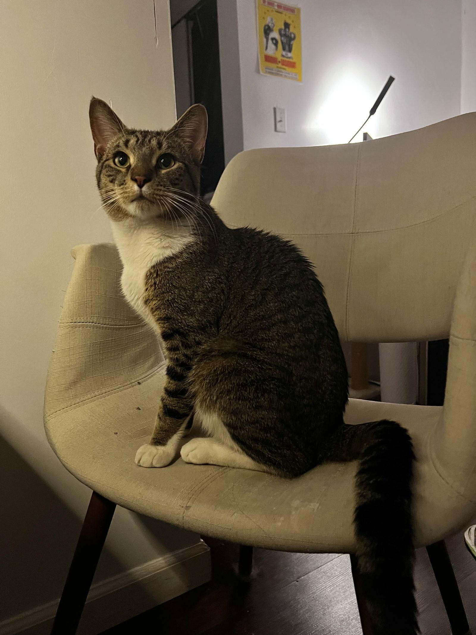 Enlarge Tab, a Adoptable Domestic Short Hair in Brooklyn, NY image 3/3