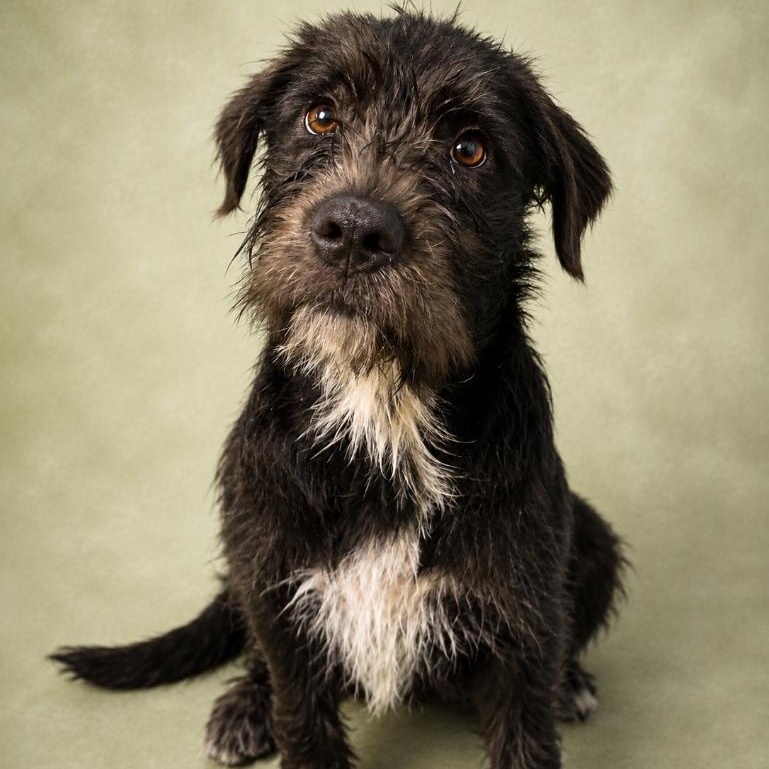 Bueno, ADOPTABLE, Young Male Labrador Retriever & Terrier.