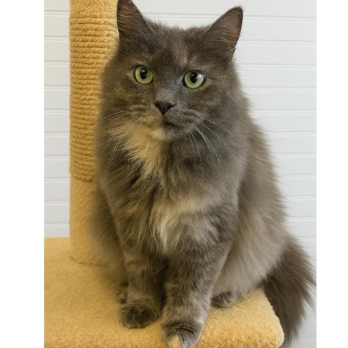 Smokey - Petsmart Belleville, Adoptable, Senior Female Domestic Long Hair.