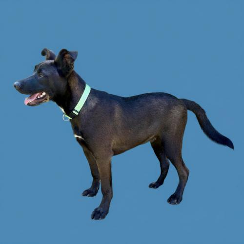 Brutus, Adoptable, Puppy Male Shepherd & Chocolate Labrador Retriever.