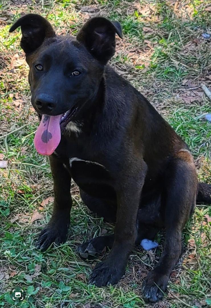 Brutus, Adoptable, Puppy Male German Shepherd Dog & Labrador Retriever.