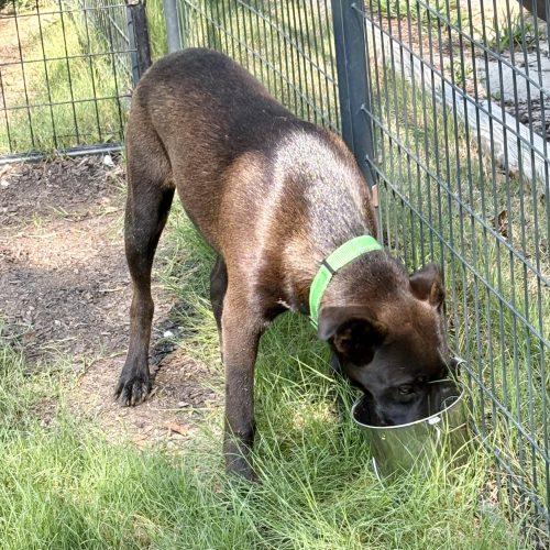 Brutus, a Adoptable mixed breed in Wilmington, NC image 2/5