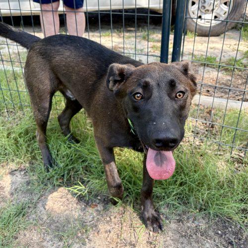 Brutus, a Adoptable mixed breed in Wilmington, NC image 3/5