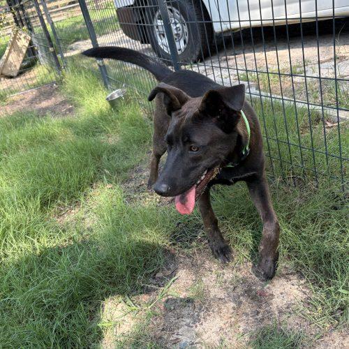 Brutus, a Adoptable mixed breed in Wilmington, NC image 4/5