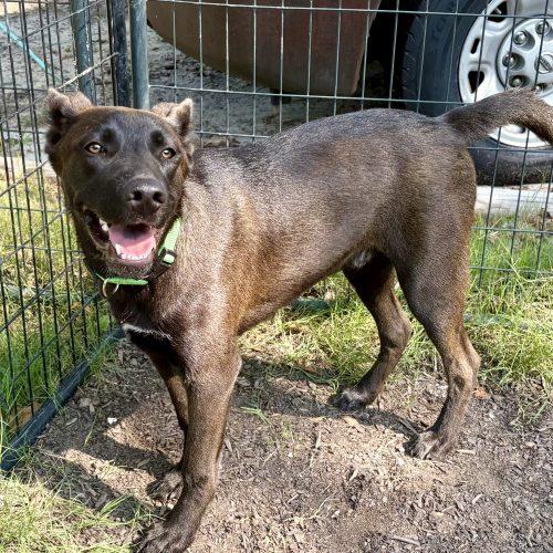 Brutus, a Adoptable mixed breed in Wilmington, NC image 5/5