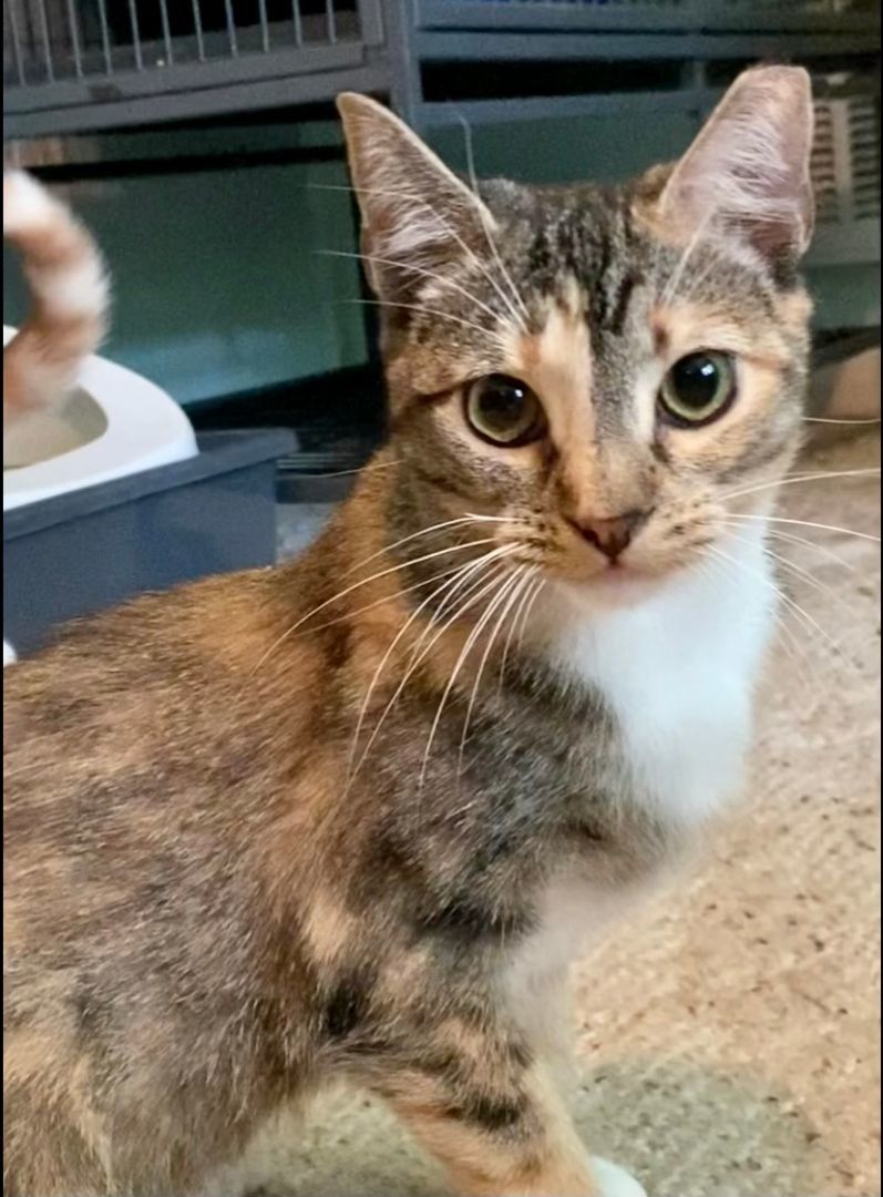 LIVELY LACEY, a Adoptable mixed breed in Spotsylvania, VA image 1/3