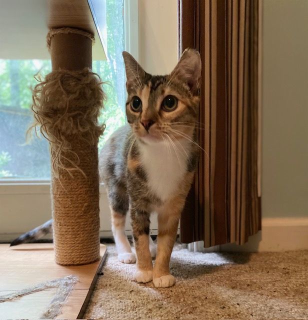 LIVELY LACEY, a Adoptable mixed breed in Spotsylvania, VA image 2/3