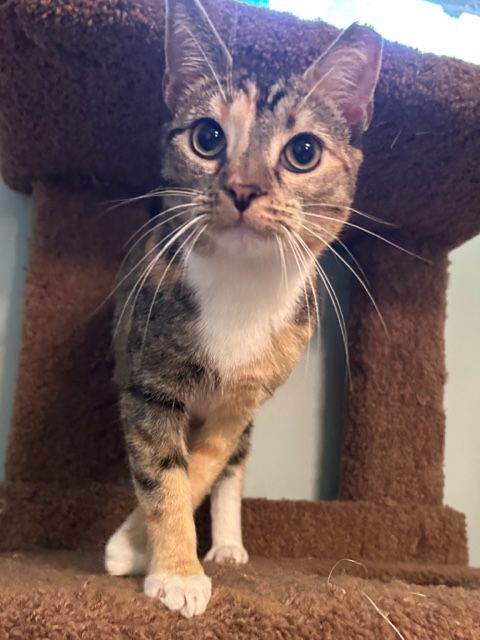 LIVELY LACEY, Baby Female Tabby