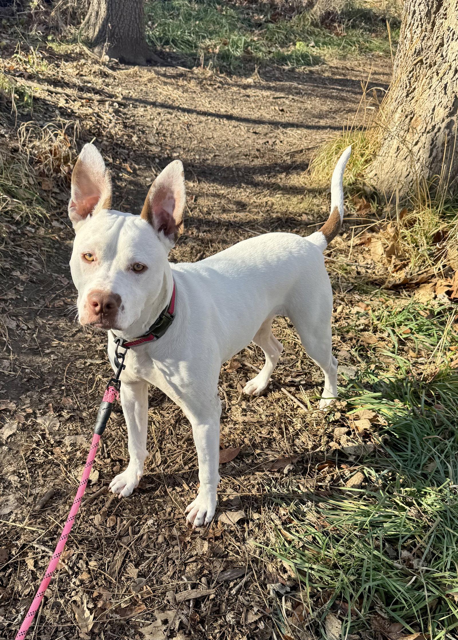 Zelle, Adoptable, Adult Female Pit Bull Terrier & German Shepherd Dog.