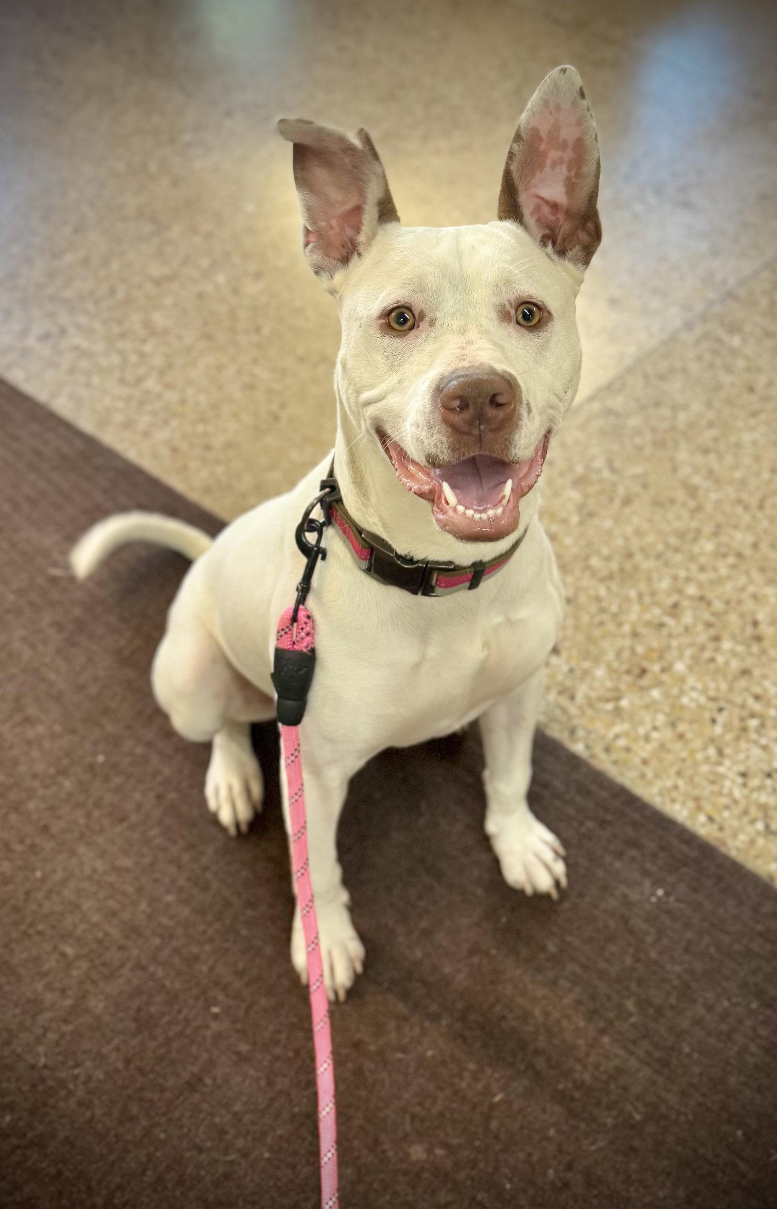 Enlarge Zelle, a Adoptable mixed breed in Williamsburg, IA image 2/3