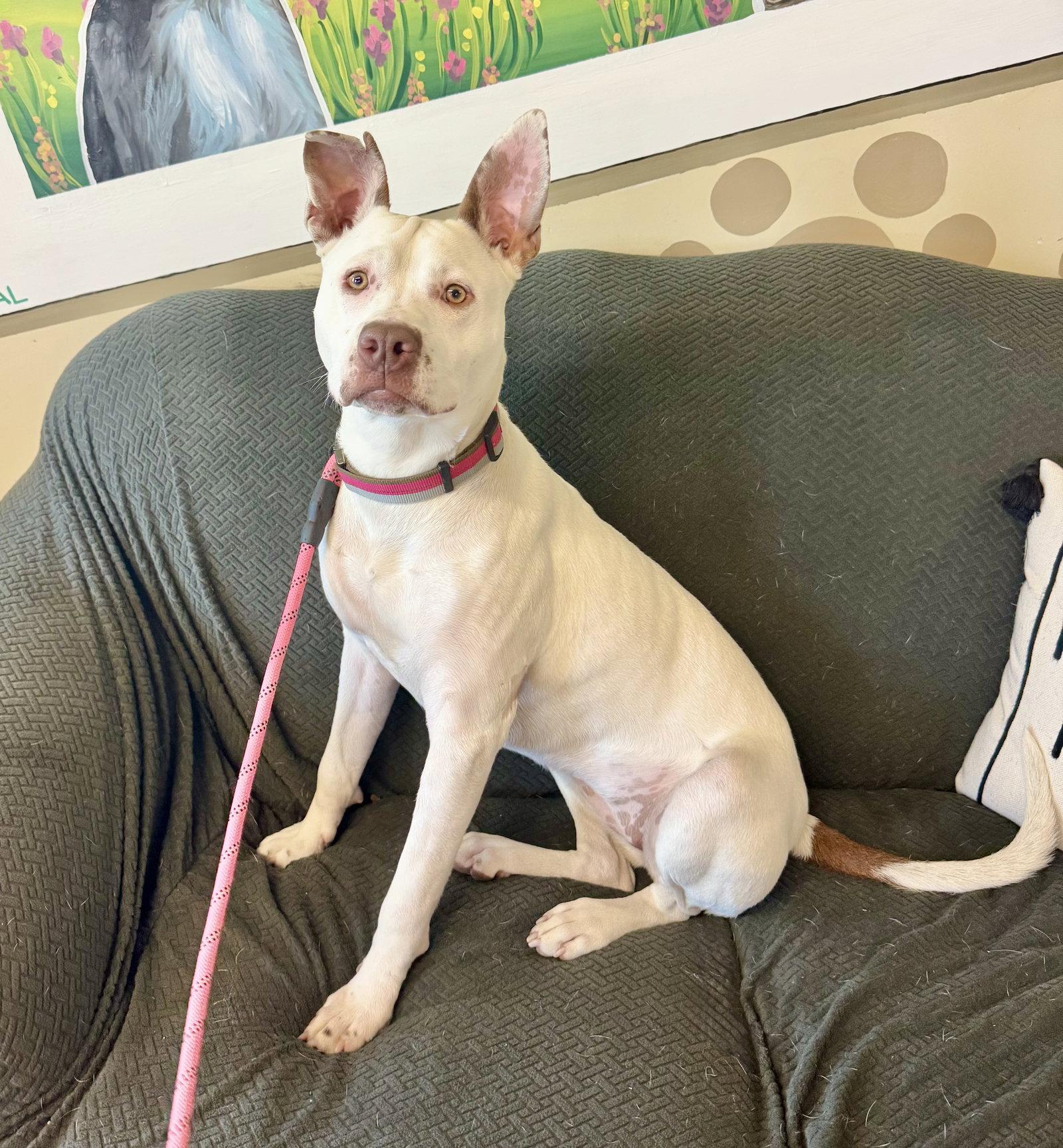 Enlarge Zelle, a Adoptable mixed breed in Williamsburg, IA image 3/3
