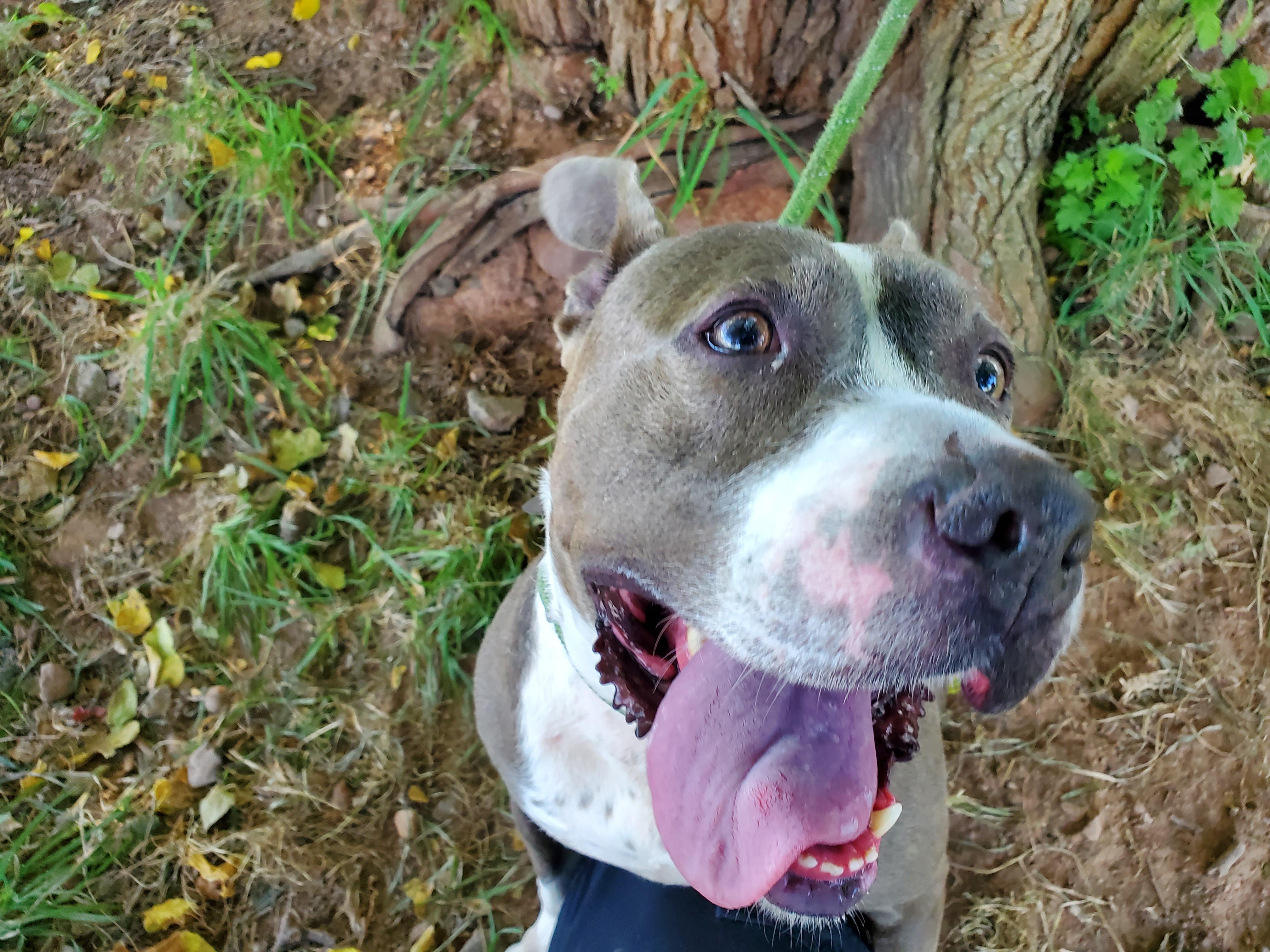 Queen, Adoptable, Adult Female Pit Bull Terrier & Boxer.