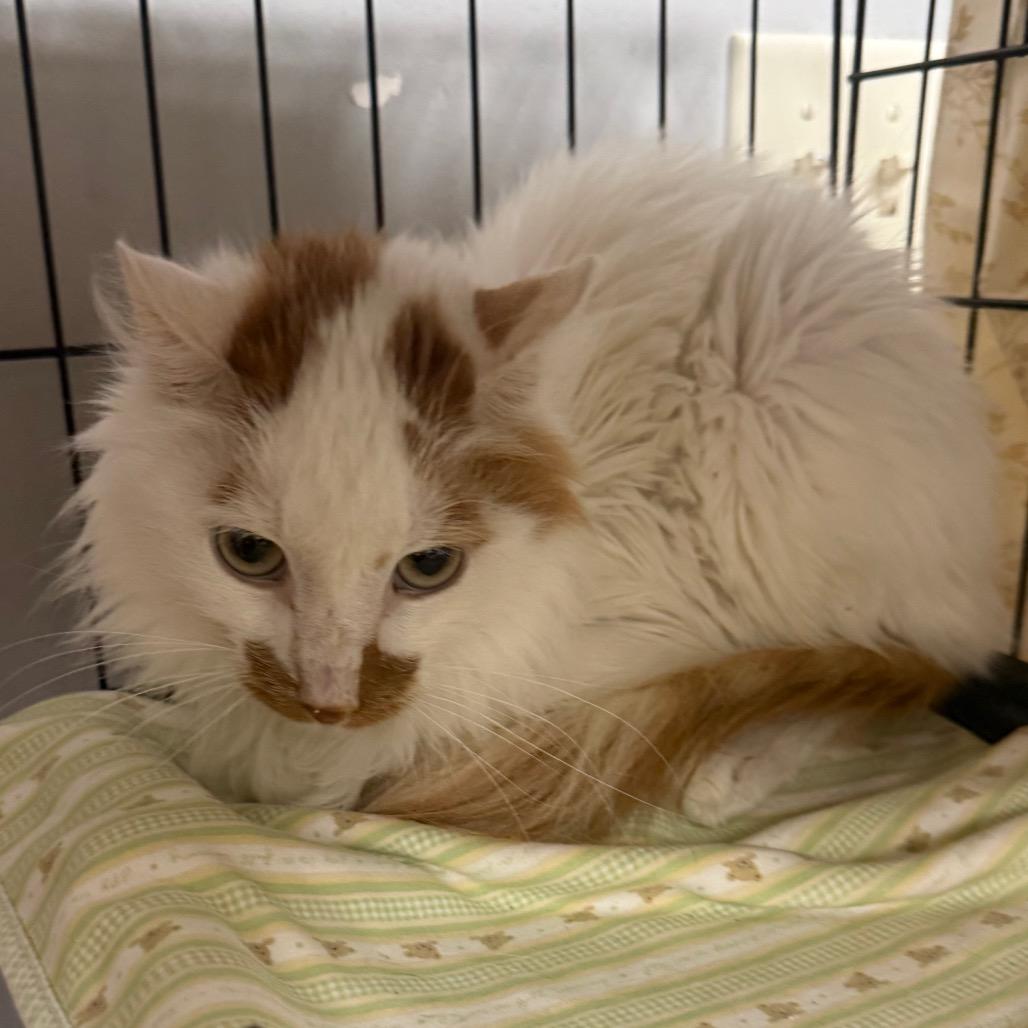 Beetle, Adoptable, Young Male Domestic Long Hair.
