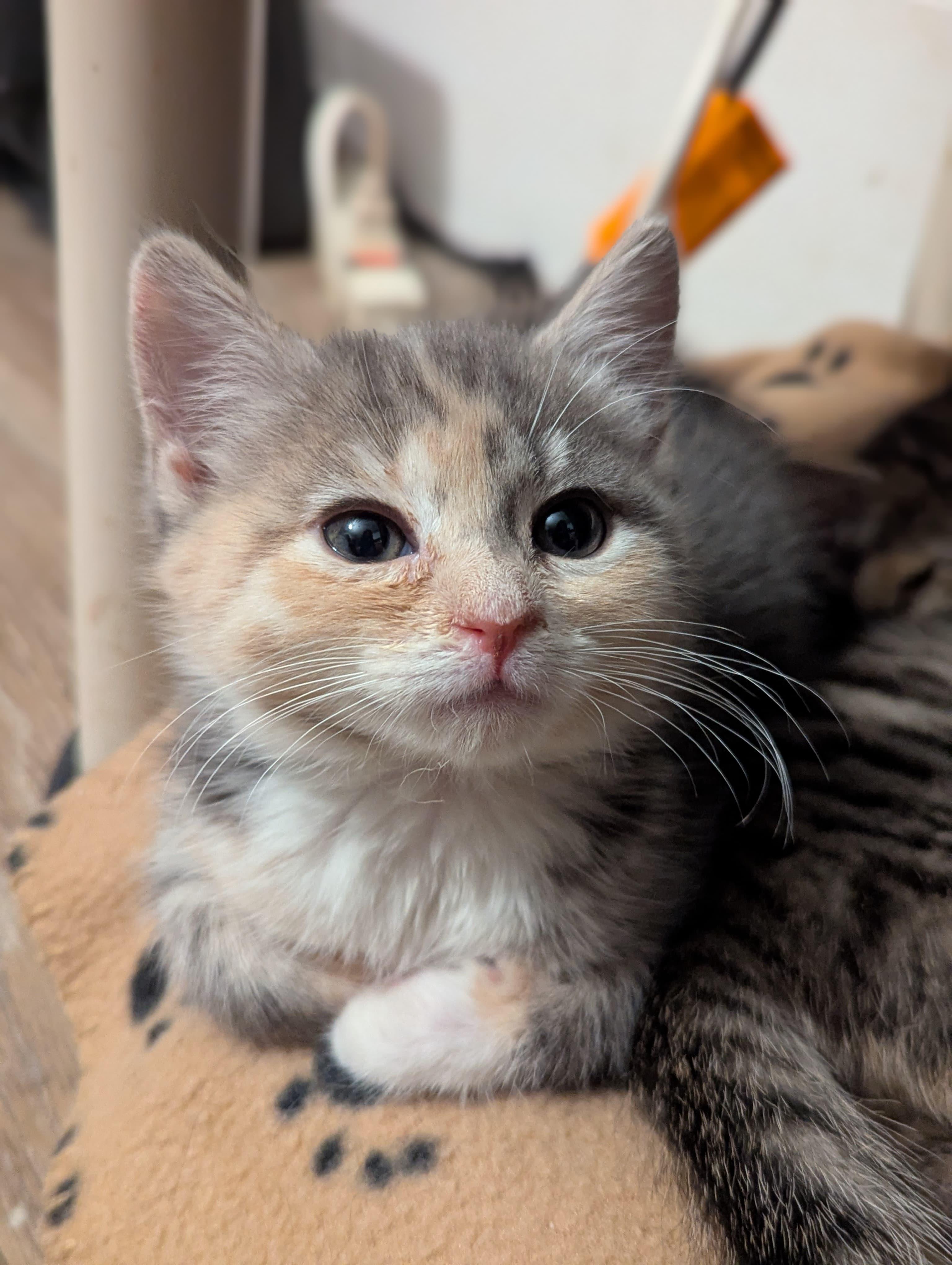 Enlarge Margaret, an adopted Domestic Short Hair in Morristown, NJ image 1/5