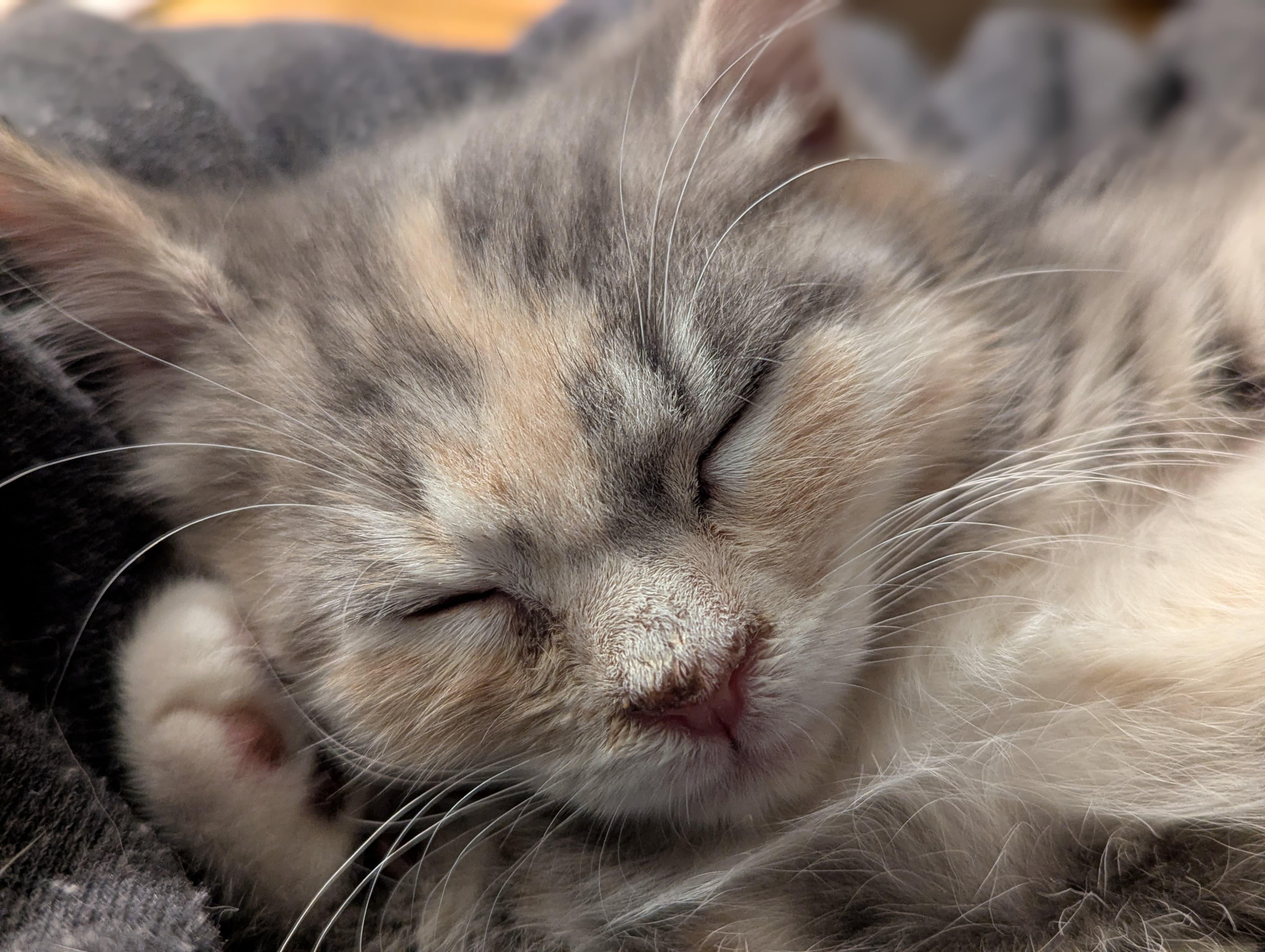 Enlarge Margaret, an adopted Domestic Short Hair in Morristown, NJ image 3/5