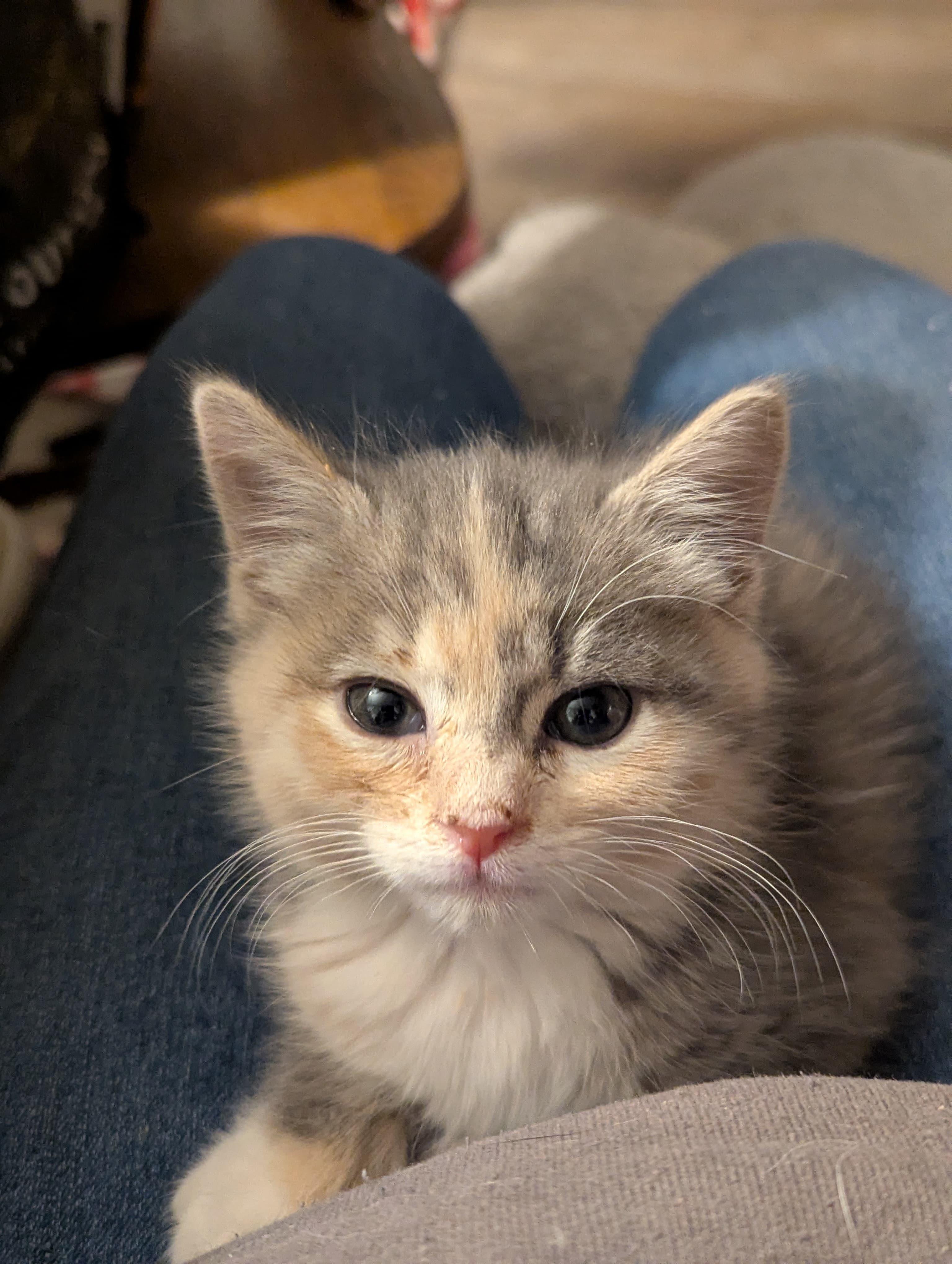 Enlarge Margaret, an adopted Domestic Short Hair in Morristown, NJ image 5/5